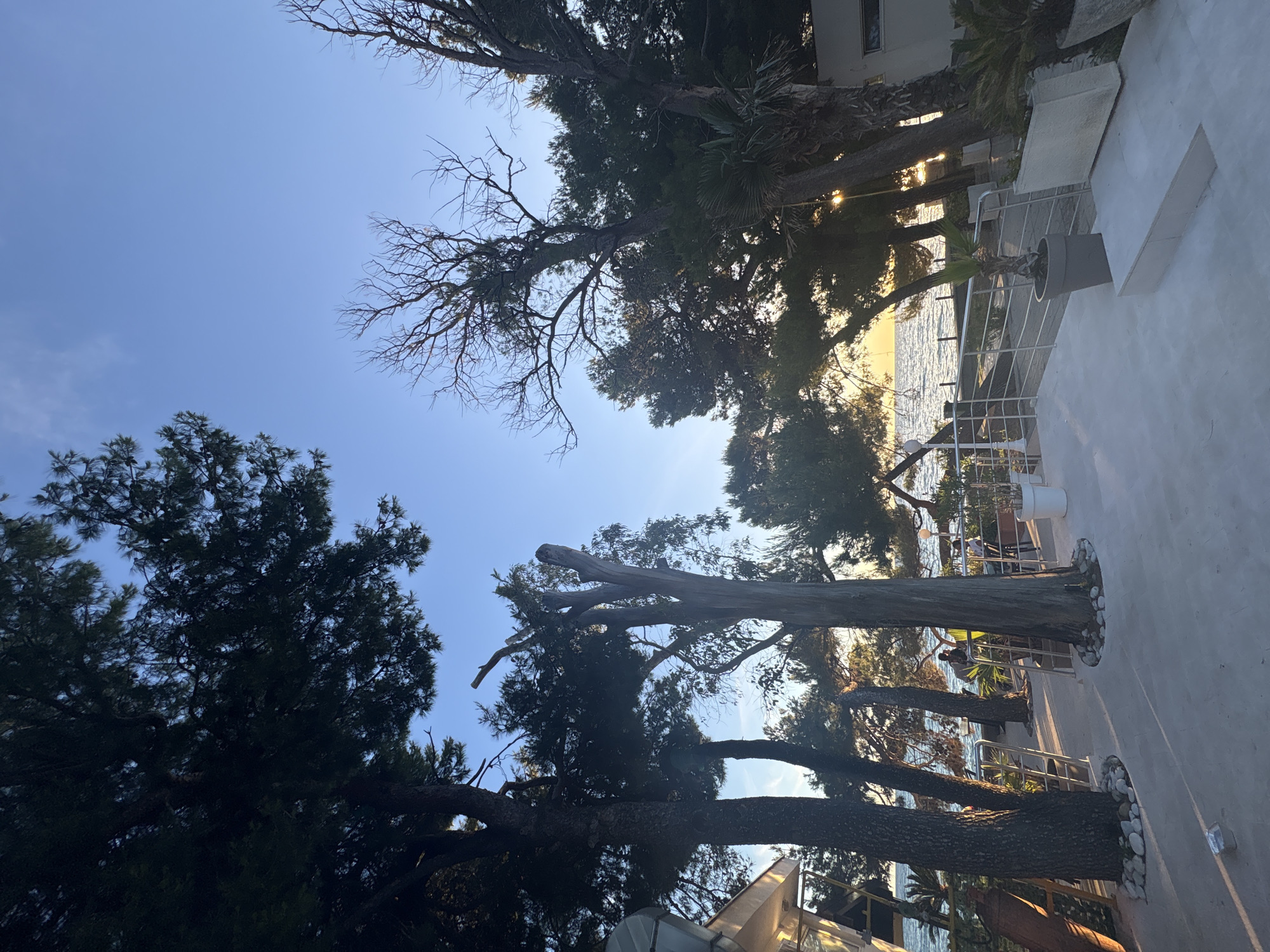 The image depicts a coastal scene at dusk in Bar, Montenegro. In the foreground, a paved walkway with scattered white stones surrounds the bases of several large trees. To the left, a modern building with a glass facade is partially visible. A metal railing separates the walkway from a lower area where several figures are present. In the middle ground, the railing leads to a view of the sea, with gentle waves illuminated by the setting sun. The horizon is marked by a warm, orange glow. The sky above is a clear, gradient blue, transitioning from lighter tones near the horizon to a deeper blue at the top. The overall atmosphere is tranquil and serene, characteristic of a seaside sunset.