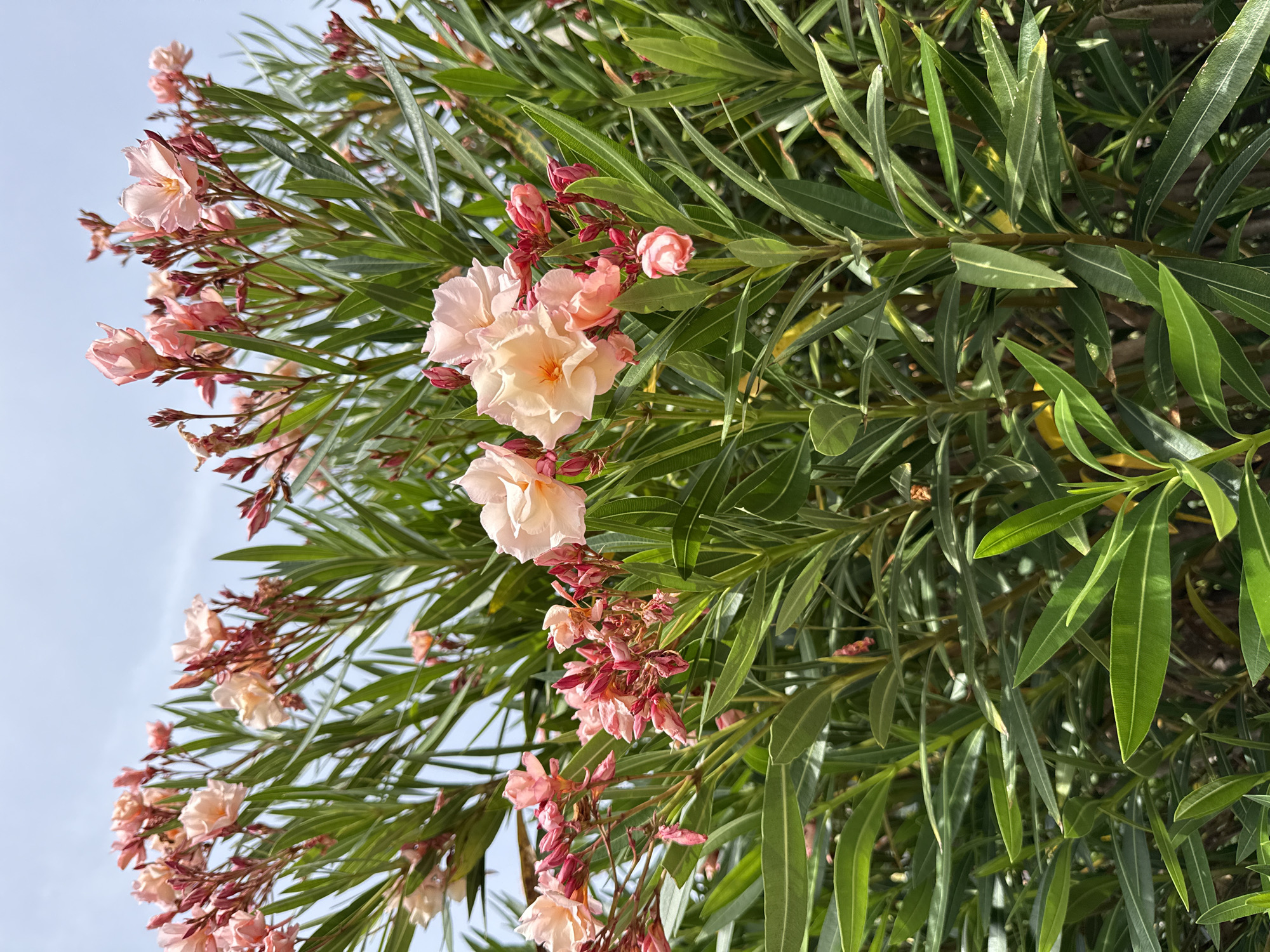 An outdoor, close-up, eye-level shot captures a bush filled with blooming oleander flowers and lush green leaves. The flowers are a soft pink and peach hue, with some buds still closed. The leaves are long, narrow, and deep green, with prominent veins. The sky in the background is a pale blue, indicating a clear day. The scene is devoid of people or any other discernible objects.