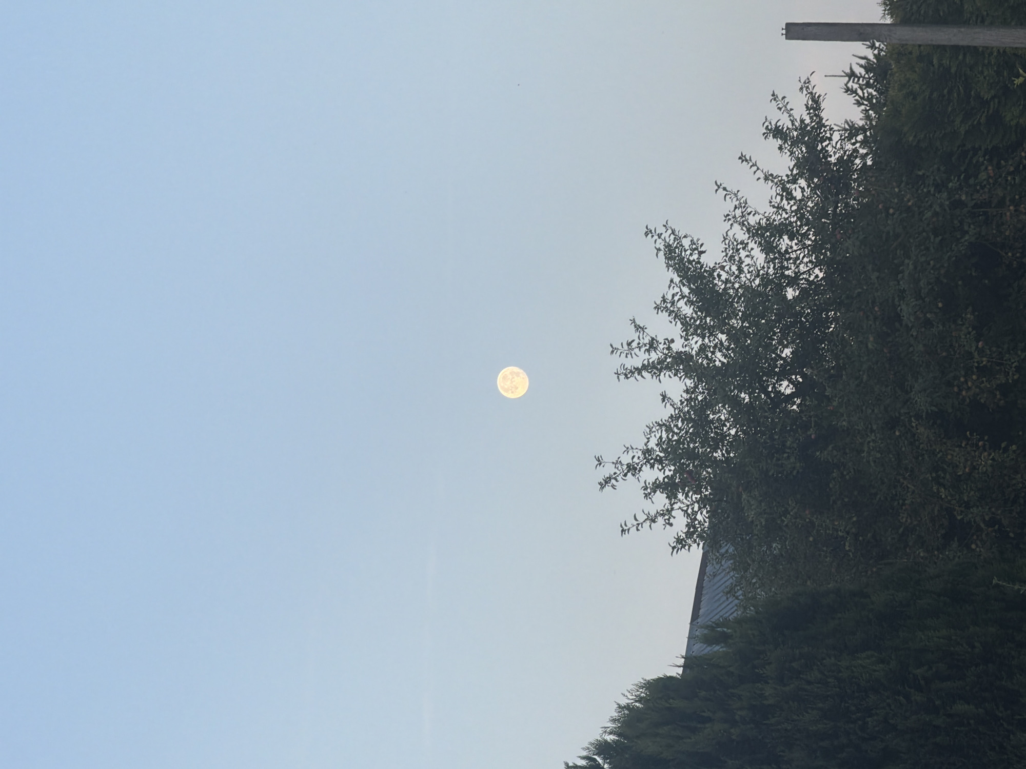 A full moon is visible in a pale blue sky above a dense arrangement of trees and foliage, with the roof of a building peeking out from behind the vegetation. A wooden post stands vertically on the right side of the image. The scene appears to be outdoors, possibly in a suburban or rural setting. There is no indication of the specific location within Szczecin, Poland. No people are present in the image.