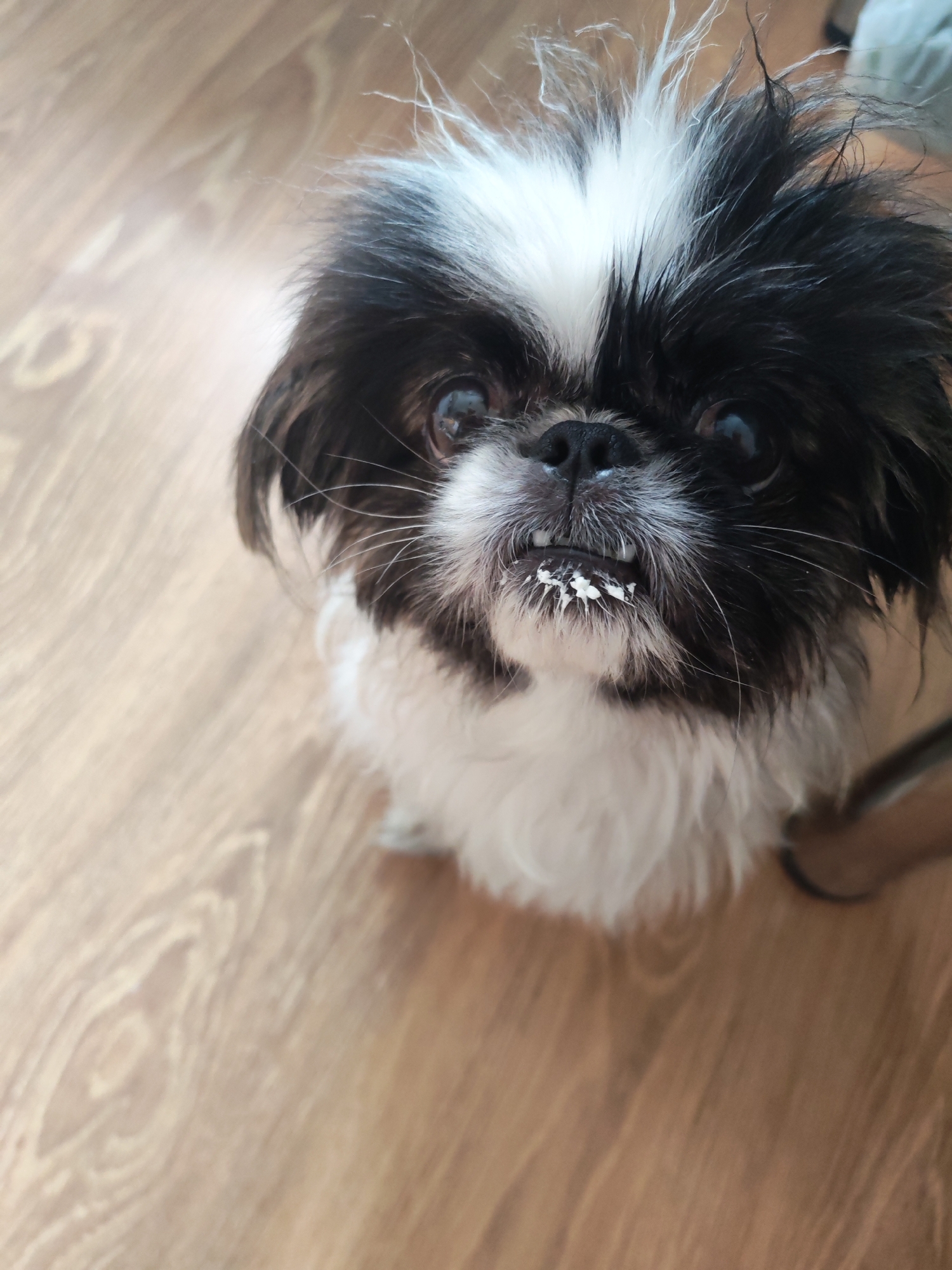 A close-up, eye-level shot shows a black and white Pekingese dog looking up at the camera. The dog has messy, spiky fur on its head and a white patch over its forehead. Its eyes are dark and alert. White cream or food is smeared around its mouth and on its teeth. The dog is positioned on a light brown wooden floor with a visible wood grain pattern. The background is softly blurred, suggesting an indoor environment. There is no indication of the specific location in Izhevsk, Russia.