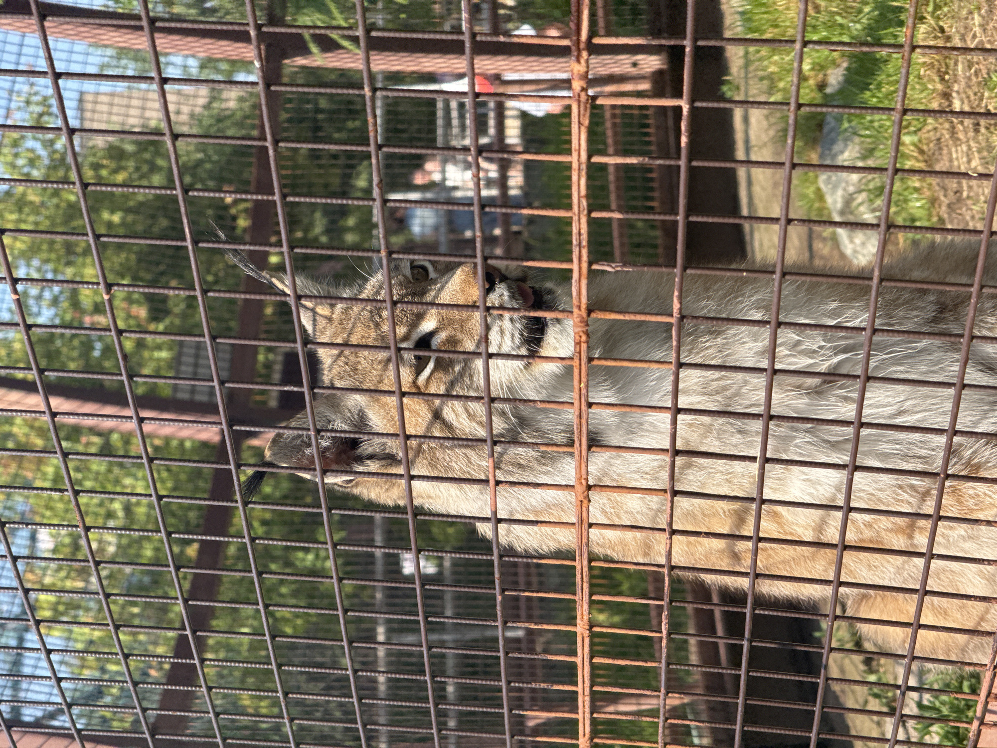 The image shows a lynx behind a metal cage at the Izhevsk Zoo in Izhevsk, Russia. The lynx is a medium-sized wild cat with spotted, yellowish-brown fur, pointed ears, and a short tail. It is looking to the left with its mouth slightly open, revealing its tongue. The cage bars are made of thick, rusty metal and are spaced closely together, creating a grid pattern that partially obscures the animal. In the background, there are blurred figures of people, suggesting that this is a public enclosure at the zoo. The environment outside the cage appears to be a grassy area with trees and some man-made structures, indicative of an outdoor zoo setting. The overall lighting suggests it is a sunny day.