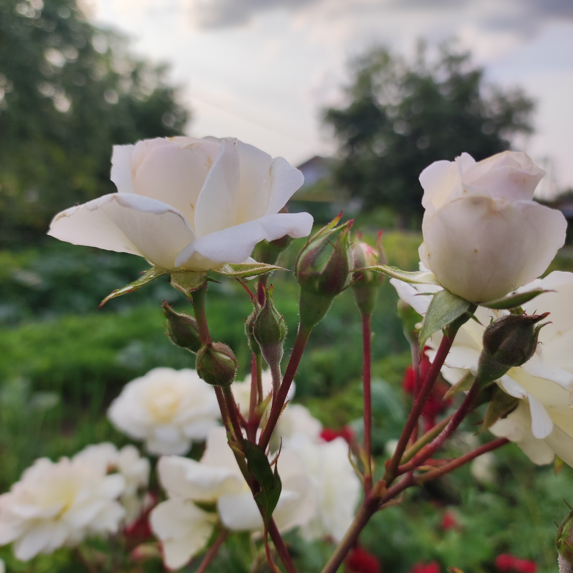 A close-up, low-angle shot captures several white rose blooms and buds in a garden setting. The foreground is dominated by a branch with multiple buds, some appearing tightly closed and others slightly open, showcasing green sepals tipped with red. A partially opened white rose bloom is prominently featured on the left, with delicate petals and visible water droplets. To the right, another white rose bud is partially visible. The background is softly blurred, revealing more white roses and a lush green foliage. Hints of red flowers are also scattered throughout the background. The sky above is overcast with dramatic gray clouds. The scene is consistent with a garden in the city of Navoloki, Russia, during a time when roses are in bloom, likely late spring or summer. No people or animals are present in the image.