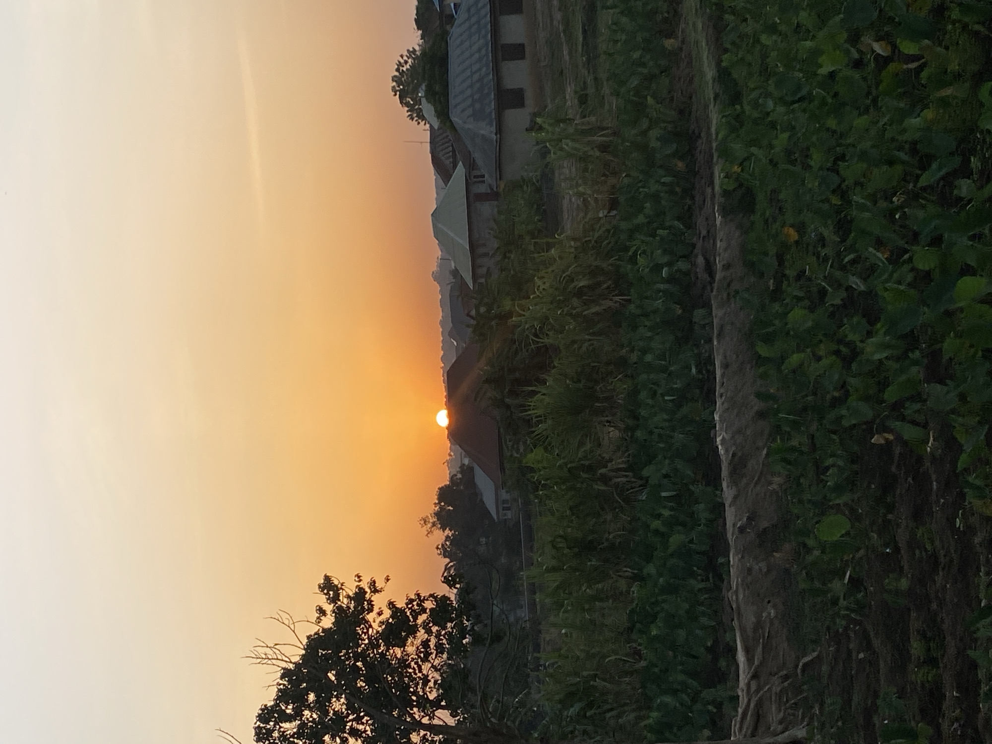 A landscape photograph shows a sunset in Sabon Tasha, Nigeria. A bright orange sun is setting behind low-lying buildings and trees, casting a warm glow on the sky. In the foreground, there is dense greenery and a row of cultivated plants, possibly a garden or agricultural field. To the left, a bare tree branch is silhouetted against the sky.