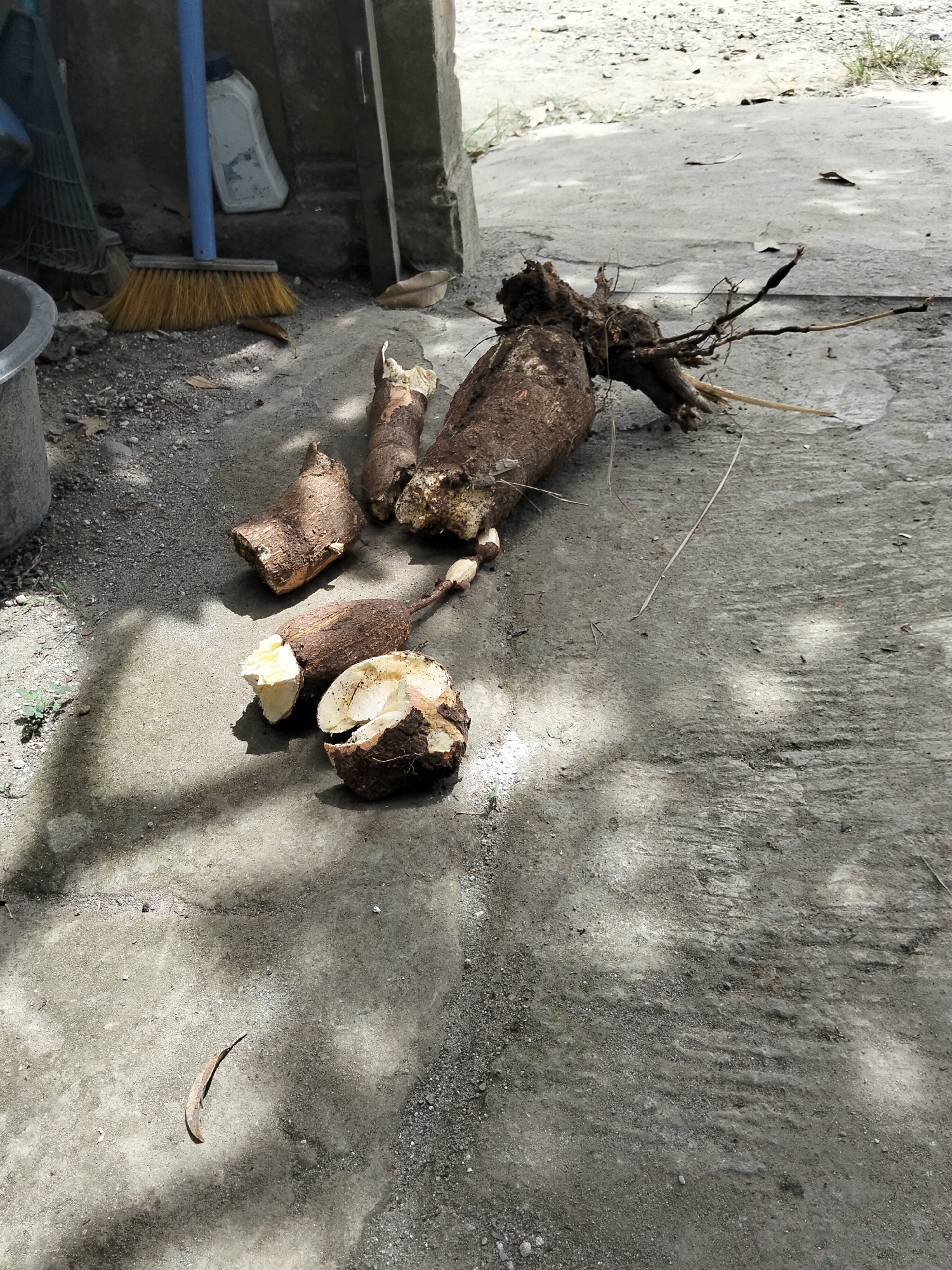 In Payagaboh, Indonesia, a scene unfolds on a sun-dappled concrete ground, likely an outdoor area near a building. The focus is on several freshly harvested root vegetables, possibly yams or cassava, arranged in pieces. Some are whole and rough-skinned, while others are cut, revealing their creamy white interiors. Their earthy texture and the presence of dirt suggest they have been recently unearthed. Scattered around are dried leaves and small debris, indicative of an outdoor environment. In the background, a blue-handled broom leans against a rough-textured wall, alongside a weathered plastic container, hinting at domestic or utilitarian activities. The lighting creates a play of light and shadow, adding depth to the composition and highlighting the natural forms of the root vegetables.