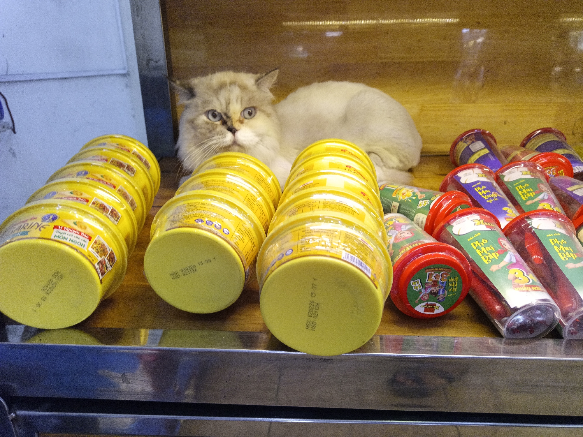 A fluffy, light-colored cat with blue eyes and a distinctive facial pattern is resting on a wooden shelf, peeking from behind an array of packaged food items. The cat's head and front portion are visible, and it appears calm and curious, looking directly forward.
In front of the cat, and extending to the left, are several yellow cylindrical containers stacked on their sides. These appear to be food products, possibly instant meals or snacks. Visible text on their bases includes "FARINE", "Nguyễn Bản", "MON NGON", and production and expiry dates such as "NSX-020226 15:38 1" and "HSD-021126".
To the right, a collection of clear, cylindrical containers with bright red lids are displayed. These packages hold reddish, sausage-like snacks, likely processed meat sticks. The labels feature Vietnamese text including "Xúc xích", "Phô Mai", "Bắp", "Phô Mai Bắp" (Cheese Corn), "Nhiều Hơn" (More), and the number "3".
The setting is an indoor space, likely a shop or market in Nha Trang Ward, Vietnam. The products are arranged on a warm, light brown wooden shelf, with a reflective metal strip visible in the foreground.
