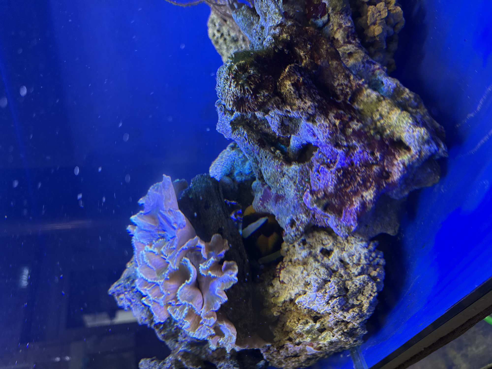 The image shows a portion of a saltwater aquarium, focusing on a rock formation. A light pink coral is visible on the left. A black and yellow fish is partially hidden amongst the rocks. The water is blue and appears to have particulate matter floating in it. A dark frame of the aquarium is visible on the right. There is no information to determine the location of Krasnoyarsk, Russia.