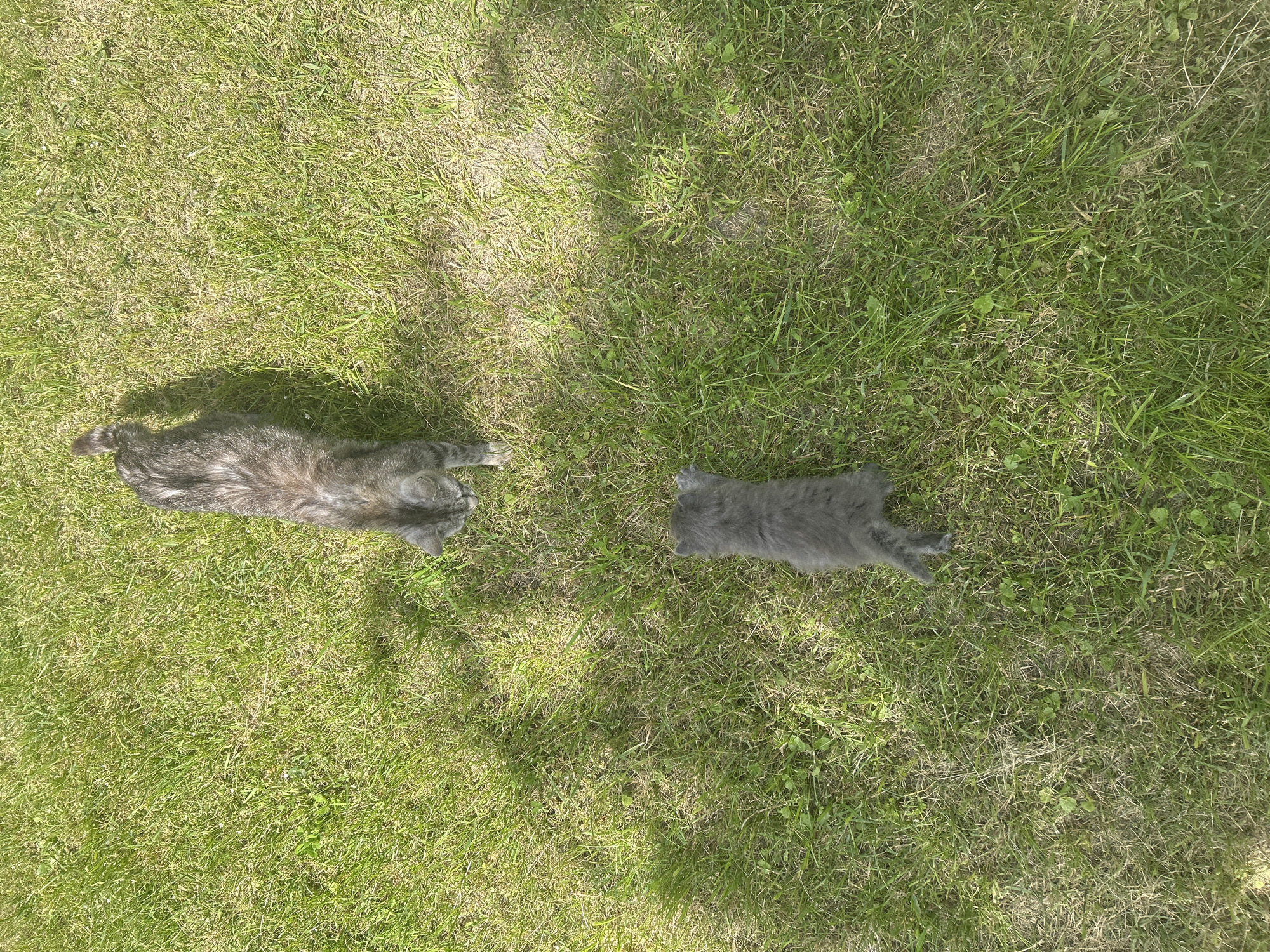 The image depicts an overhead view of two cats on a patch of green grass. The larger cat, a tabby with gray and black stripes, is positioned in the upper half of the frame, facing downwards. A smaller, gray kitten is located in the lower half of the frame, facing away from the viewer. Both cats are on a grassy area that appears to be outdoors. The lighting suggests it is daytime, with shadows cast on the grass. The location is identified as Vyshevychi, Ukraine.