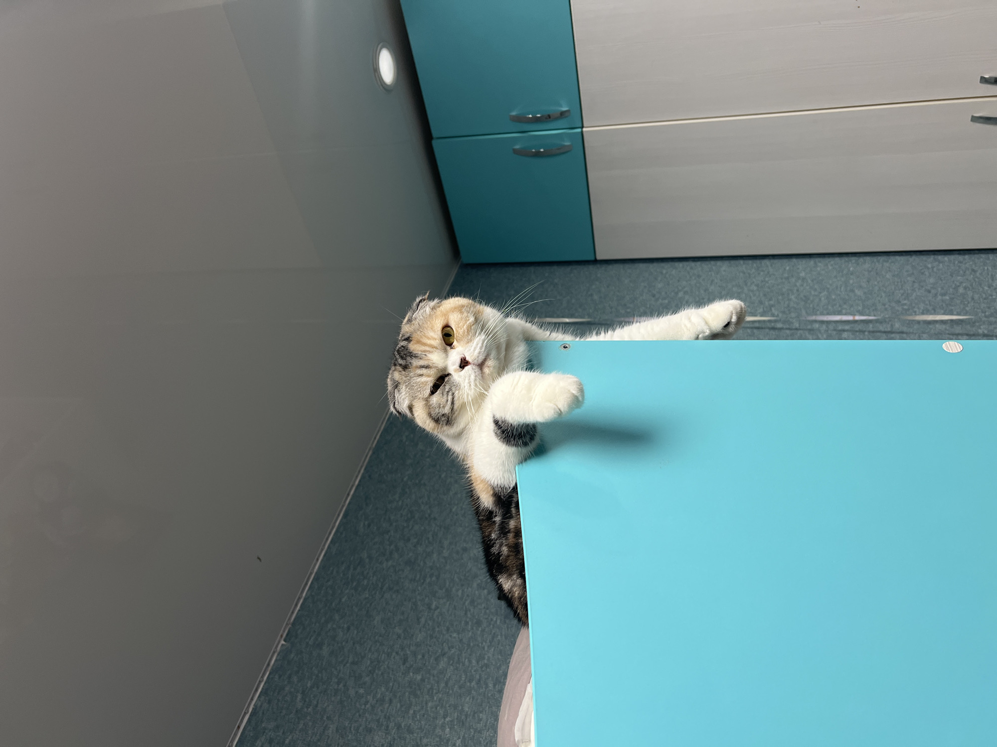 A medium, eye-level shot shows a calico Scottish Fold cat hanging from a blue, rectangular surface in an indoor setting. The cat has one paw resting on the surface, with its body mostly obscured behind it. The background includes light gray walls, teal and white cabinets with silver handles, and a teal floor. The location in the city of Noviy, Russia, cannot be verified from the visual information provided.