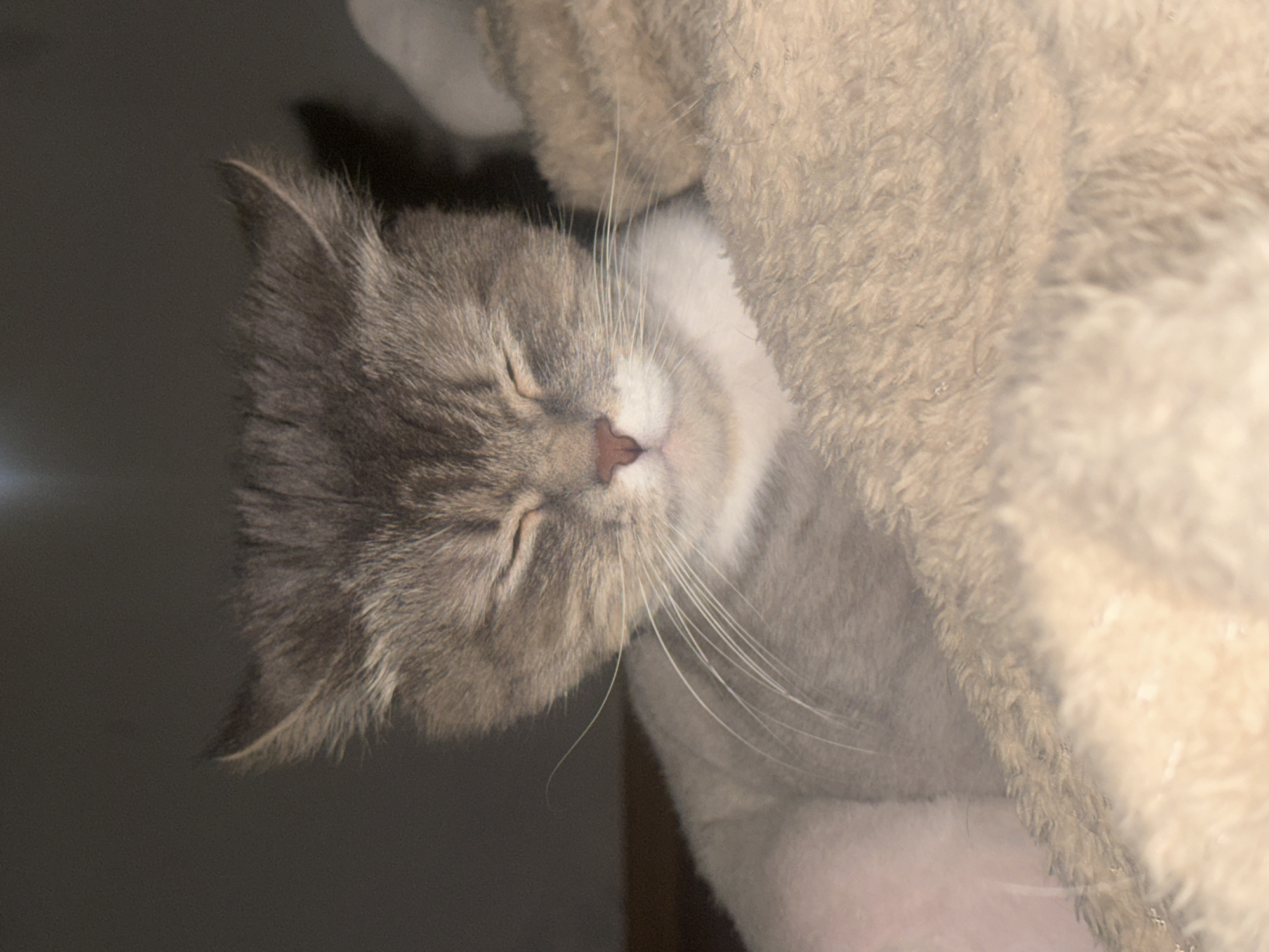A gray and white cat sleeps, nestled within a soft, beige, furry structure. The cat has its eyes closed and a small pink nose. It is unclear where in Moscow, Russia the photo was taken.