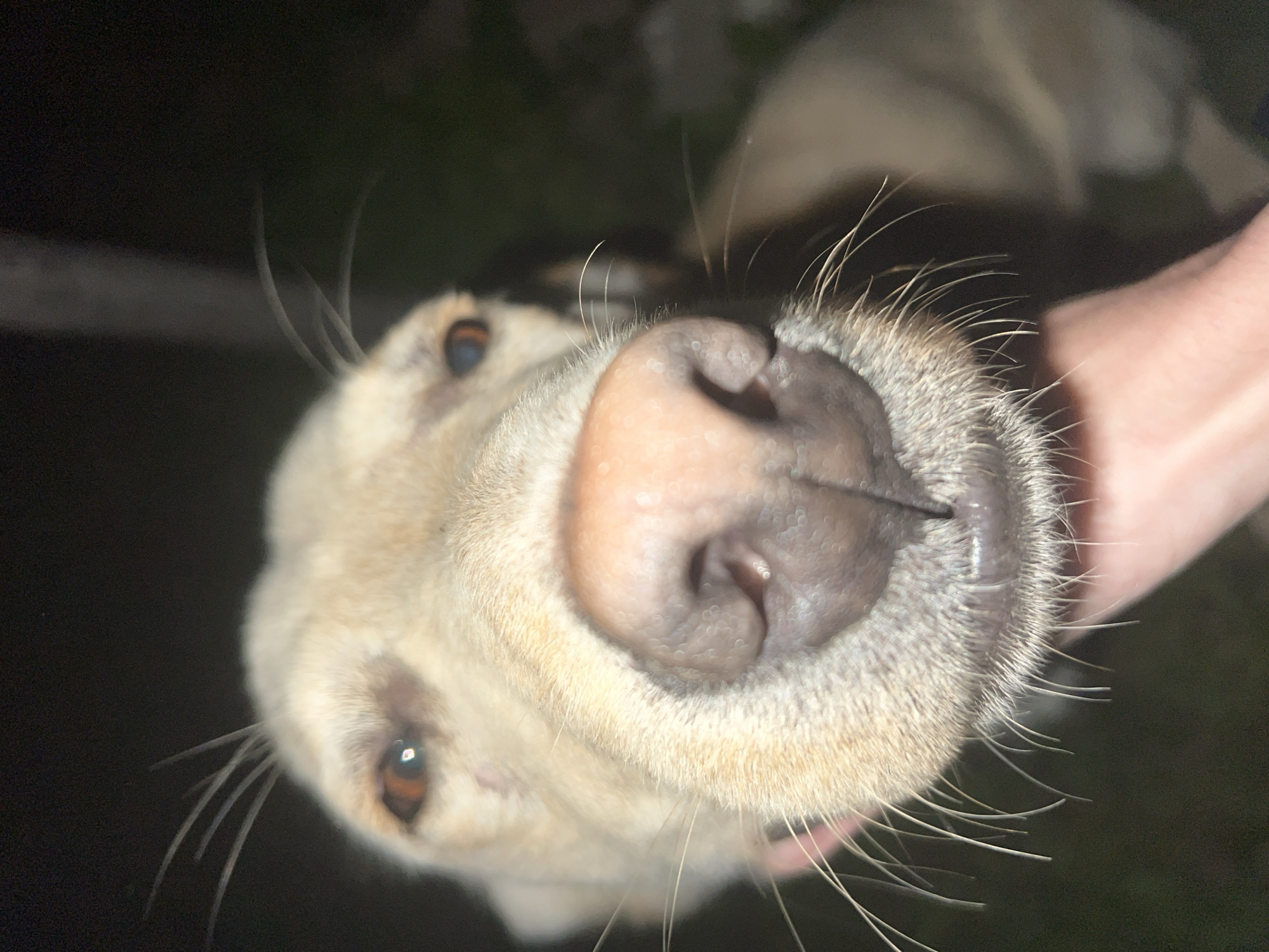 The image is a close-up, low-angle view of a light-colored dog's face. The dog's nose is prominently featured in the foreground, filling a large portion of the frame. It is pinkish-tan with dark nostrils. The dog's whiskers are visible, radiating outwards from its muzzle. The dog's eyes, amber-colored, are visible further back in the image. A human hand is partially visible along the right edge of the frame, suggesting someone is holding or petting the dog. The background is dark and indistinct, possibly indicating a nighttime setting. The location is Unknown, Unknown.