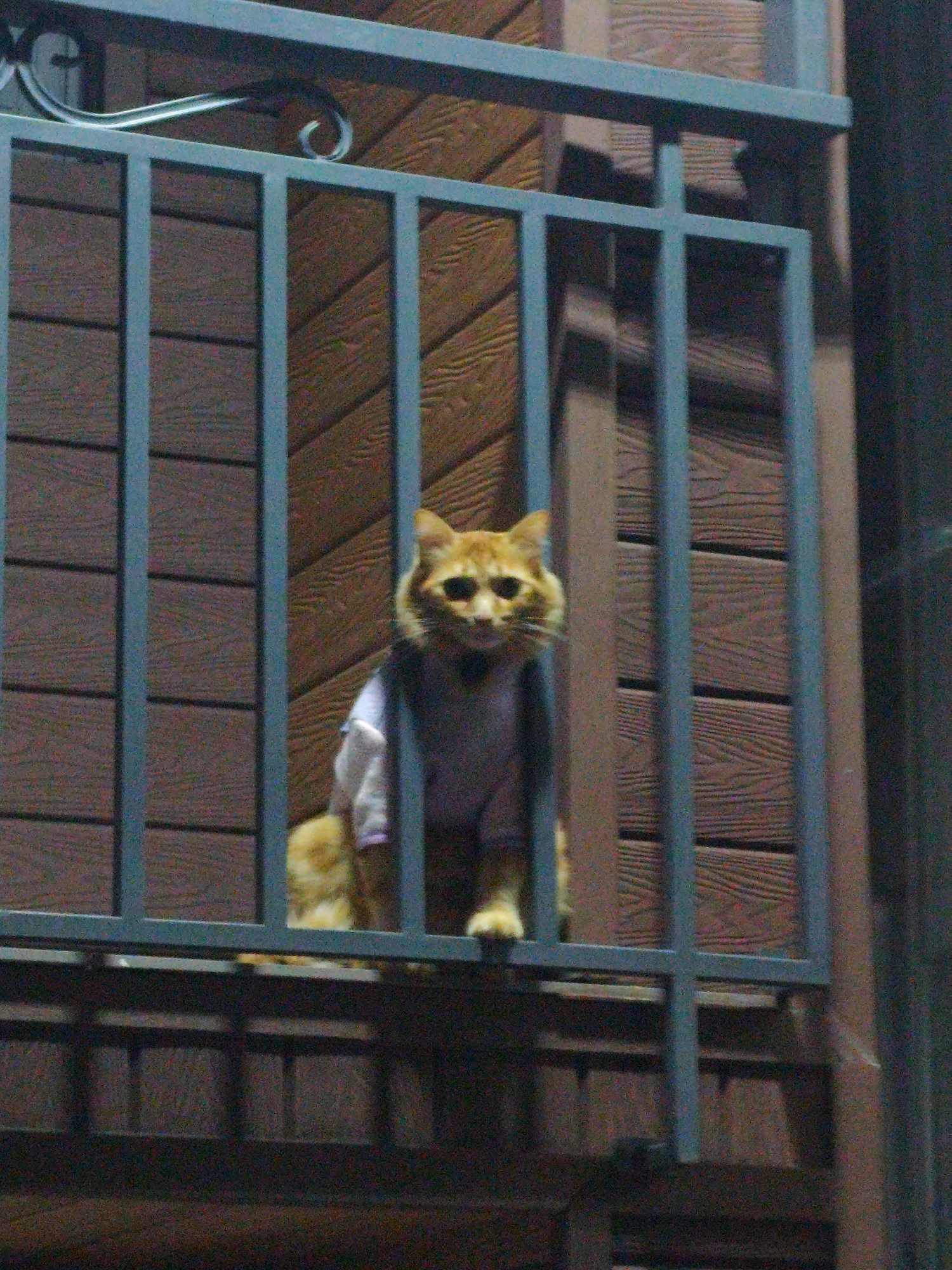 A ginger cat wearing a white shirt and a dark vest is sitting on a balcony railing. The cat is looking directly at the camera with wide eyes. The background is a wooden wall. The scene is viewed through a blue metal fence. The location is Da Lat, Vietnam.