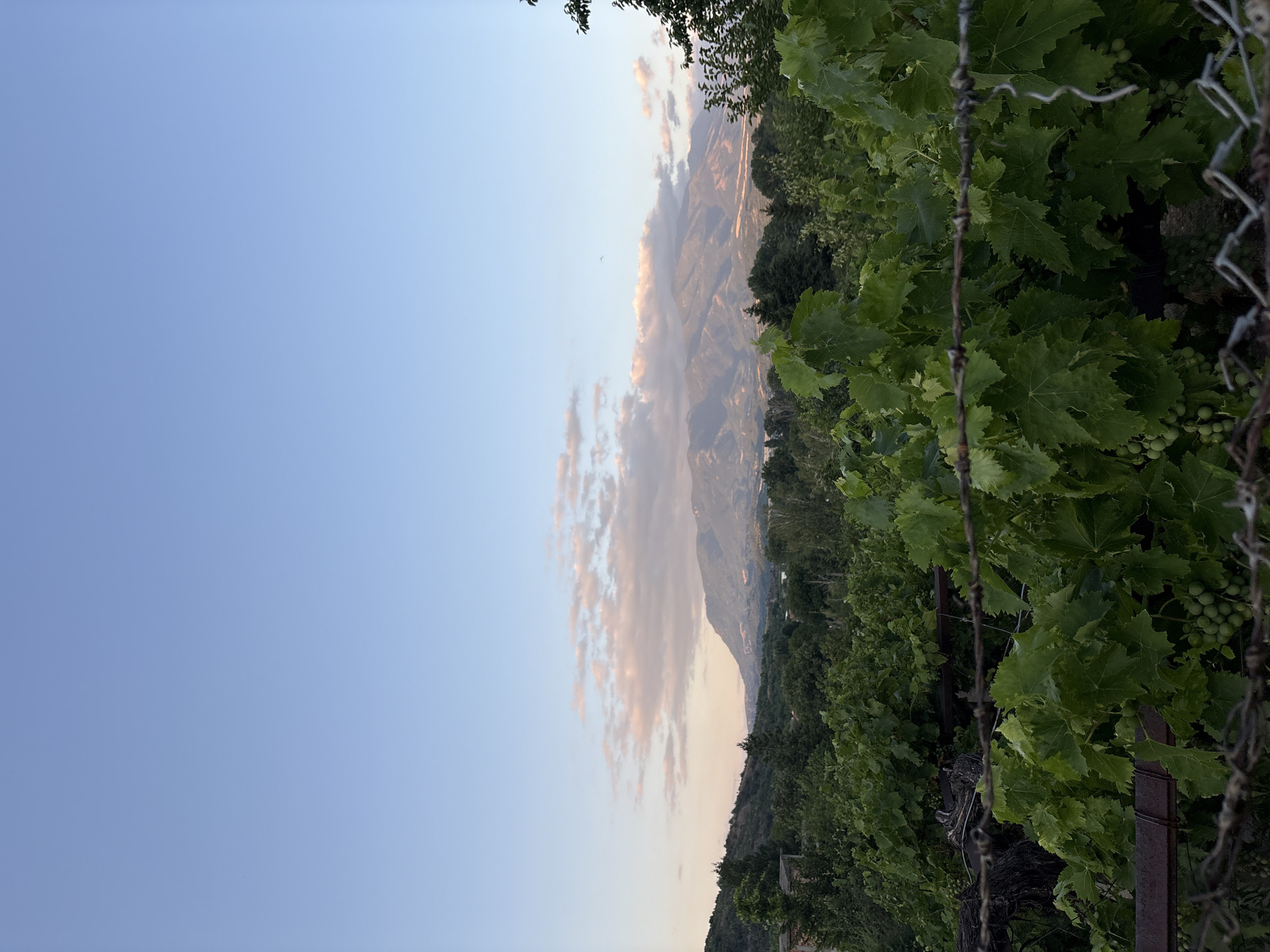 The image depicts a landscape view from Boboshevo, Bulgaria. In the foreground, there are grapevines with green leaves and clusters of unripe grapes, partially obscured by barbed wire fencing. Behind the vines, lush green trees and vegetation dominate the mid-ground. In the distance, a range of mountains stretches across the horizon under a pale blue sky with scattered soft pink and white clouds. The lighting suggests it is either early morning or late afternoon.