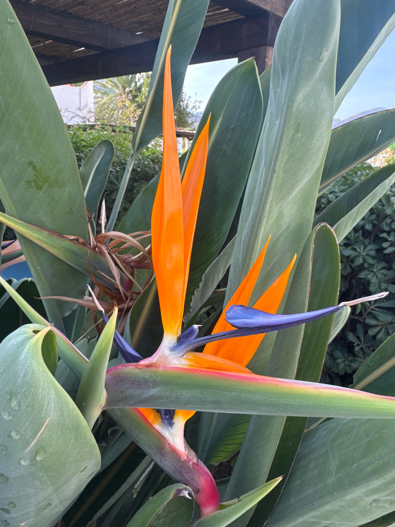 A close-up shot of a bird of paradise flower is featured, showcasing its vibrant orange petals and blue accents. The flower is surrounded by its large, green leaves. In the background, hints of a wooden pergola and a white building with palm trees and vegetation suggest an outdoor setting, possibly in a garden. The sky is visible in the upper right corner. There are no people or animals present. The image is taken in Isola delle Femmine, Italy.