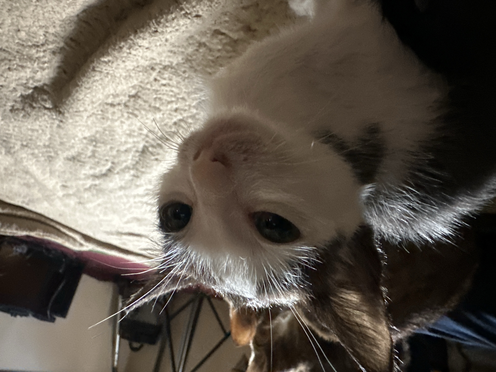 The image shows a close-up of a black and white kitten with large dark eyes and prominent white whiskers. The kitten is lying on a textured, light-colored surface, possibly a rug or blanket. In the background, there are other cats, one with brown fur, and some indistinct objects. The lighting is dim, suggesting an indoor setting. There is no visible indication of the location being in Jos, Nigeria.