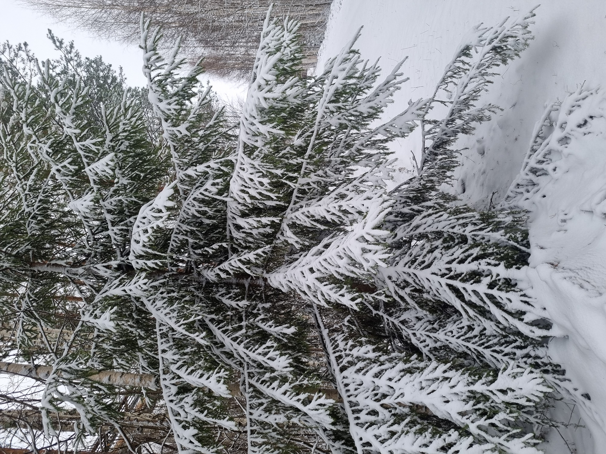 The image shows a winter scene with several evergreen trees heavily laden with snow. The location appears to be outdoors, with a snow-covered landscape in the background. Some deciduous trees are visible in the background, with bare branches. The snow is thick on the branches of the evergreen trees, creating a stark contrast between the green needles and the white snow. There are no people visible in the image. No actions or interactions are visible in the image. The environment is cold and snowy. The location, Kemul, Russia, is not evident in the image.