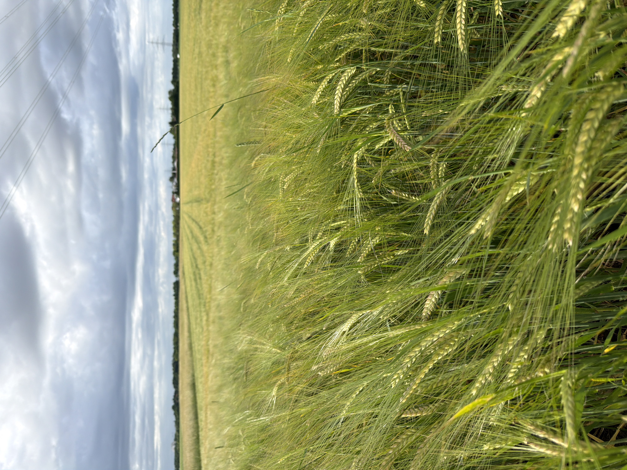 This image depicts a close-up view of a green barley field under a cloudy sky in Pliening, Germany. The foreground is dominated by the swaying stalks of barley, their long, thin leaves and developing seed heads creating a textured, green expanse. In the mid-ground and background, the field extends horizontally, with visible rows suggesting cultivation and harvest patterns. A distant treeline marks the horizon, beyond which a few buildings and structures, possibly houses or farm buildings, are faintly visible. Power lines traverse the sky in the upper right quadrant of the image, supported by distant pylons. The overall lighting is diffused due to the overcast conditions, casting a soft, natural light over the scene. There are no people or animals visible in the image.