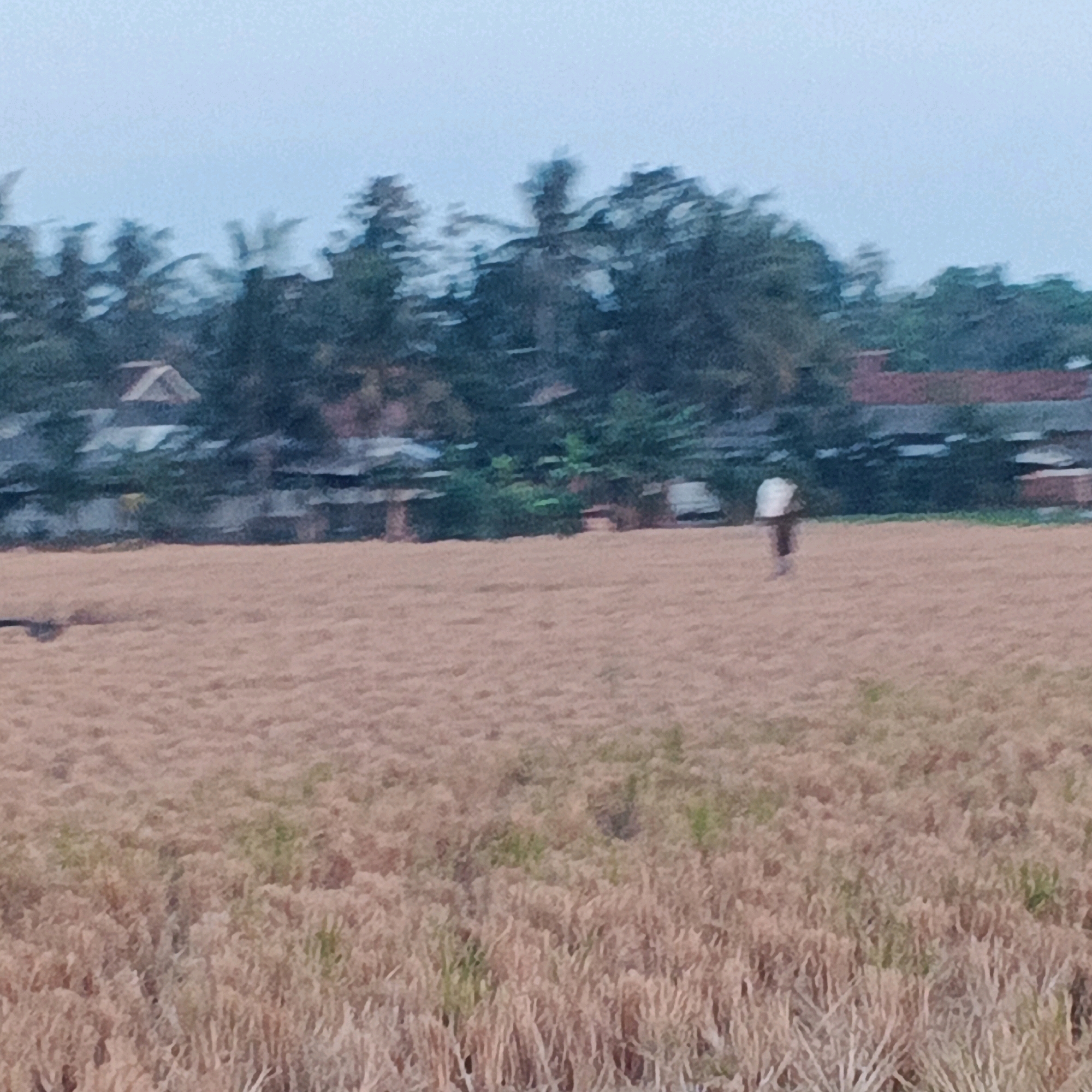 In Kalikudi, Indonesia, a person is walking through a dry, tan field of harvested rice or straw. The person is wearing a light-colored garment, possibly a shirt, and dark pants. They are walking from right to left in the frame. Behind the field, a line of dark green trees with some buildings peeking through them stretches across the background. The sky is overcast and pale blue.