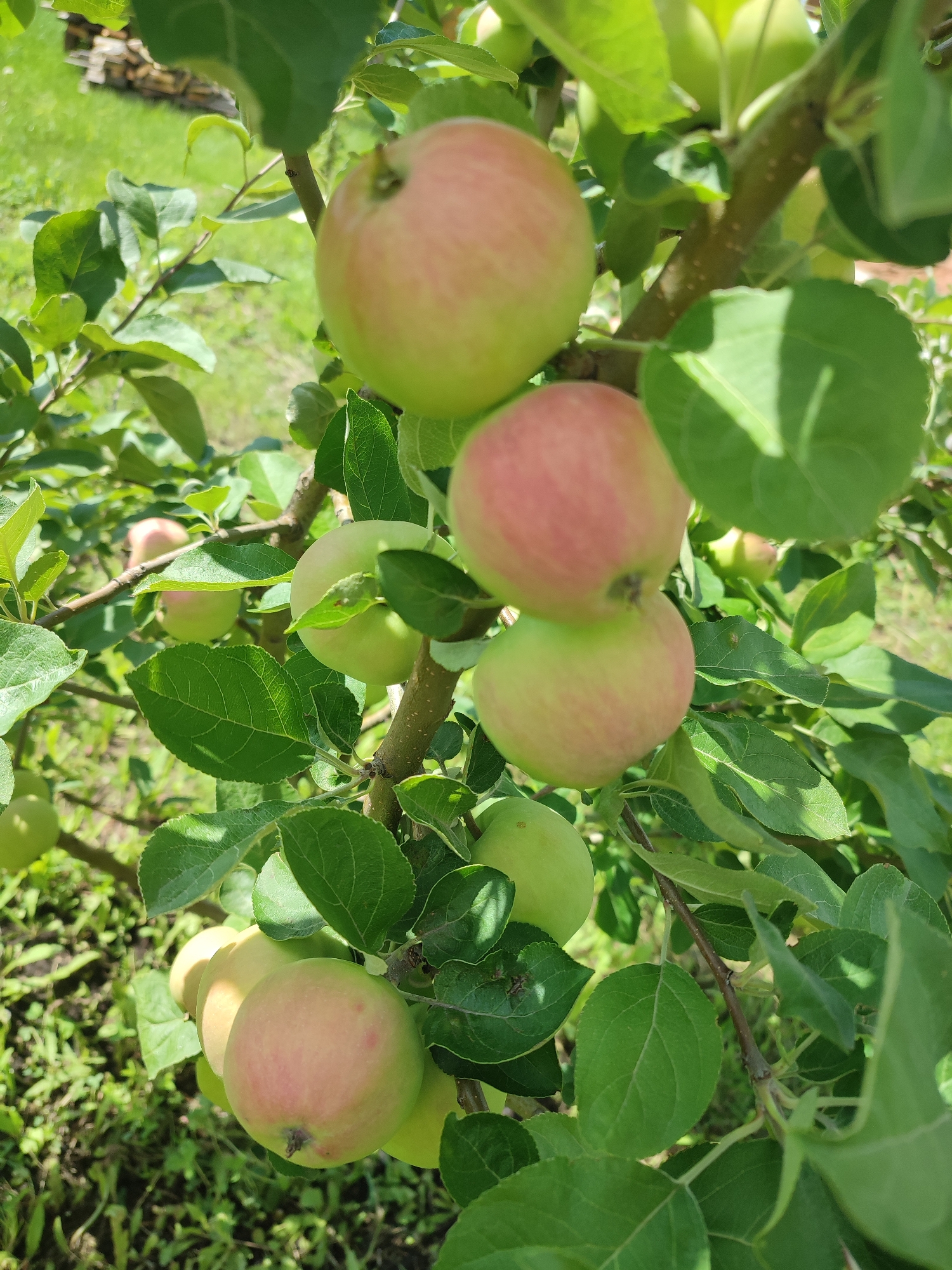 A close-up, eye-level shot captures a cluster of ripe apples on a tree branch. The apples are a mix of green and blush pink, with some showing more red than others. They are round and plump, with visible stems. The leaves are a vibrant green, some in sharp focus and others blurred, creating a sense of depth. Sunlight filters through the leaves, casting dappled shadows on the fruit and foliage.
In the background, out of focus, a grassy area with some dirt and scattered green plants can be seen, along with a pile of cut wood. The overall impression is one of abundance and natural beauty in an outdoor setting, likely a garden or orchard on a sunny day. The scene evokes a feeling of warmth and the promise of a harvest. No text is visible in the image.