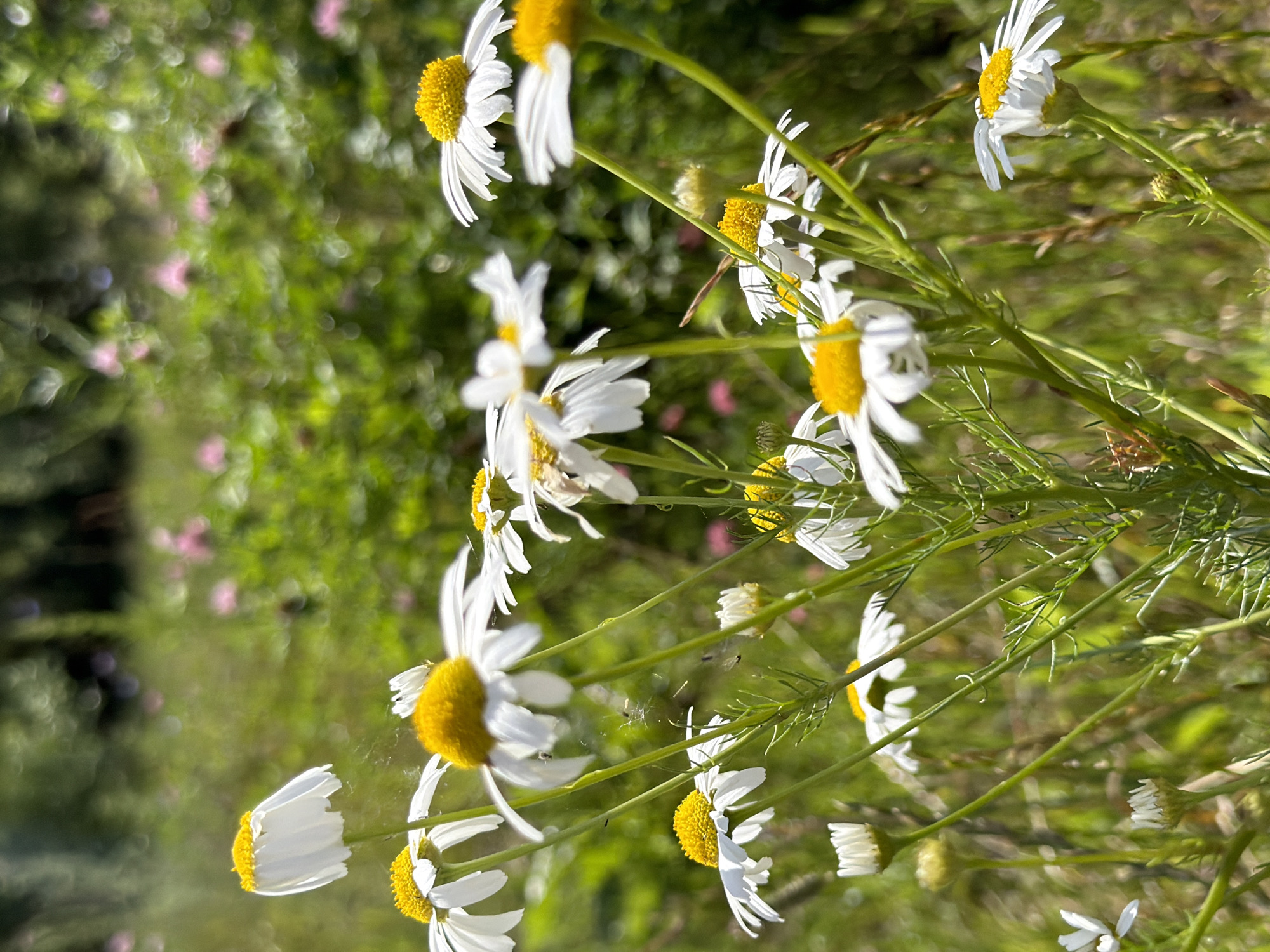 A close-up, low-angle shot captures several chamomiles in bloom. The foreground features multiple white-petaled flowers with bright yellow centers, some in full bloom and others as buds. The flowers are set against a blurred background of lush green foliage and hints of pink flowers, suggesting a natural setting like a park or meadow. Thin spiderwebs are visible between some of the flower stems, glistening in the sunlight. The overall impression is one of a sunny day in a natural environment. The image does not contain any people or identifiable city landmarks. Without further information or context, it is not possible to definitively place this scene within the city of Kazan, Russia.