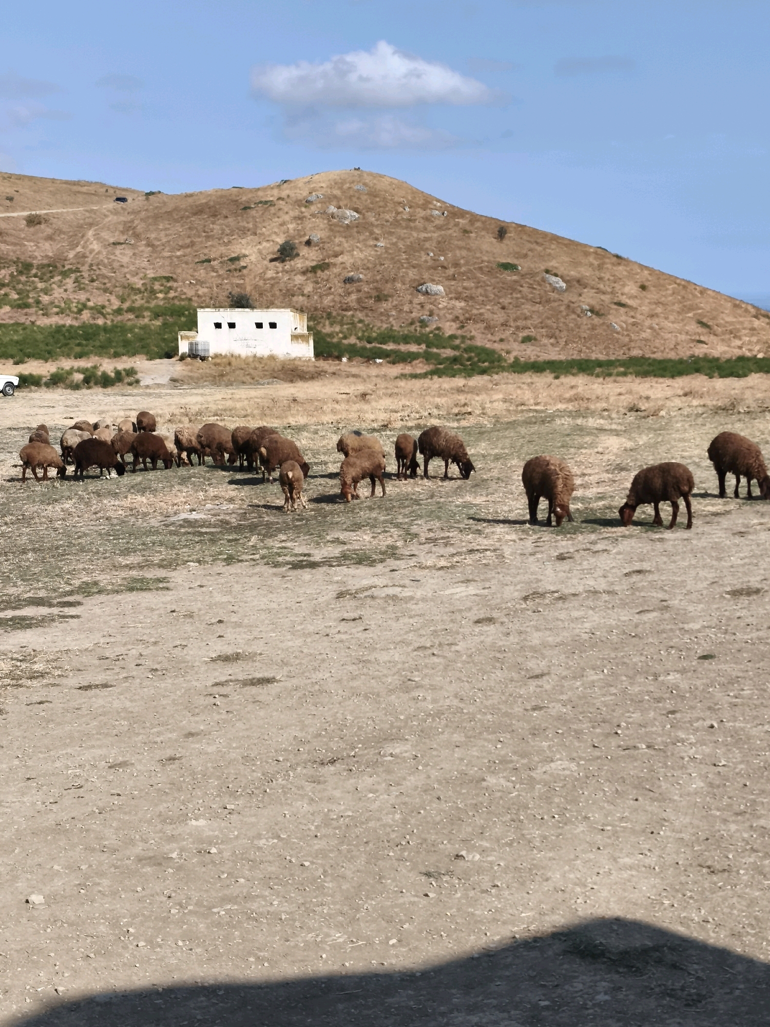 A herd of brown sheep graze on a dry, dusty field with a white building and a barren hillside in the background. The building appears to be a small, rectangular structure with three dark windows on its facade. The hillside is covered in dry grass and scattered rocks, with a faint dirt road winding its way up. The sky is a clear blue with a single white cloud. The overall impression is of a rural landscape in a dry, arid region.