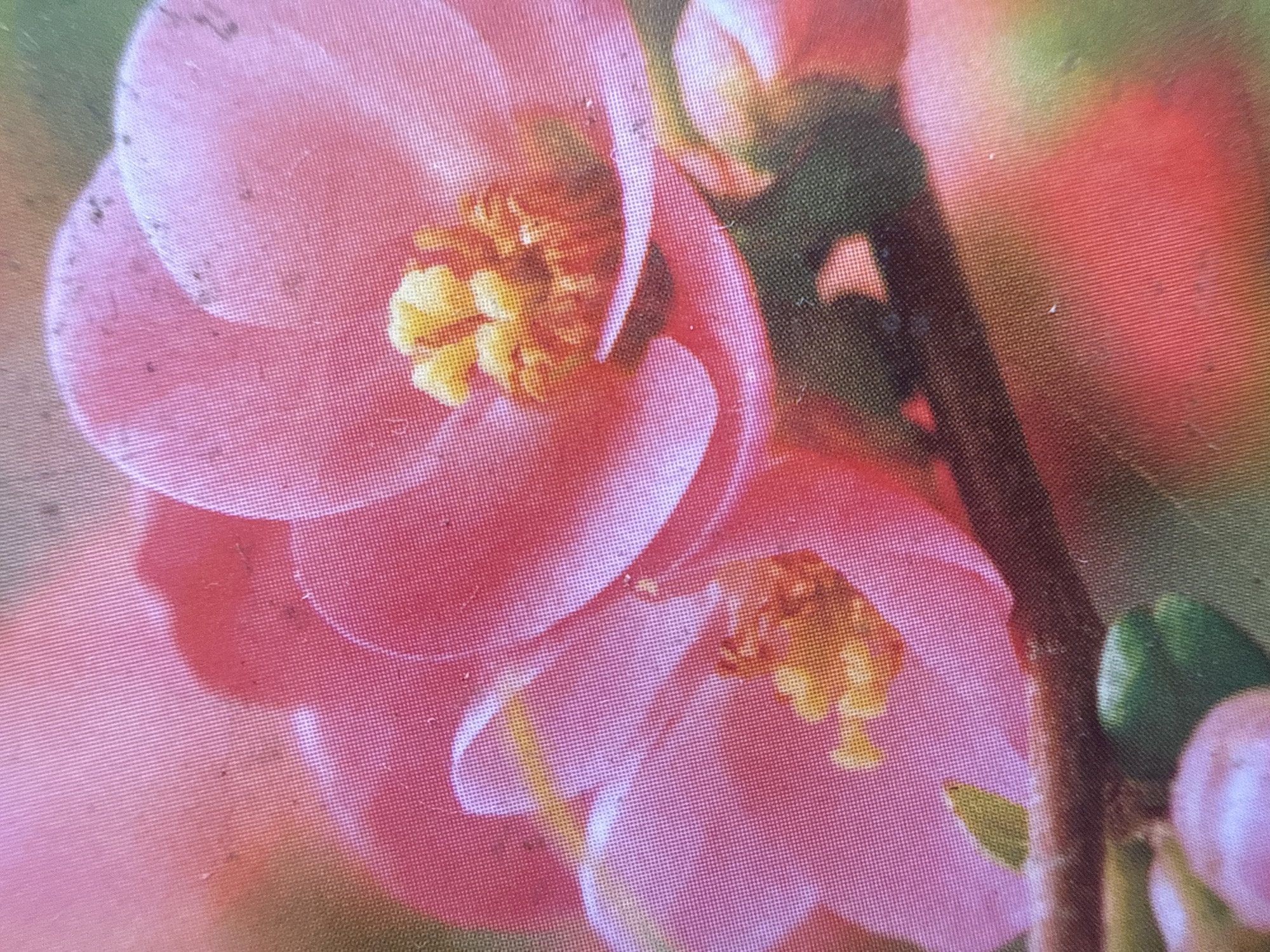 The image is a close-up of pink flowers with yellow centers, likely from a quince bush, possibly a flowering quince. The flowers are in various stages of bloom, with some fully open and others still budding. The petals are delicate and have a soft, velvety texture. The yellow stamens are clustered in the center of each flower, adding a vibrant contrast to the pink petals. The flowers are growing on a woody branch, which is visible in the lower part of the image. The background is a soft blur of greens and reds, suggesting a garden setting. The image appears to be a photograph, possibly taken with a macro lens to capture the intricate details of the flowers. There is no specific information about the location in Saransk, Russia, that can be determined from the image.
