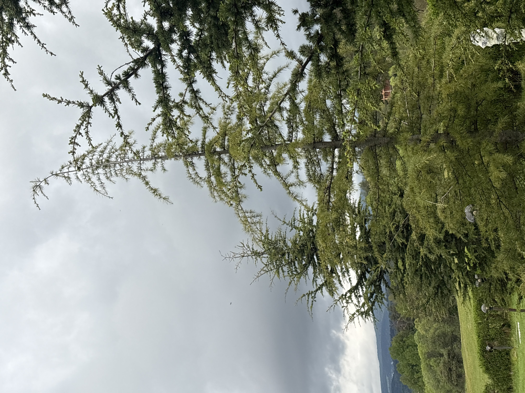 The image depicts a natural landscape in Tsigov Chark, Bulgaria. Dominating the frame are coniferous trees, their branches stretching towards a cloudy sky. Below, a green meadow slopes gently downward, meeting a line of trees and shrubs. In the distance, a suggestion of mountains can be seen against the horizon. The image suggests a slightly overcast day in a rural, mountainous area.