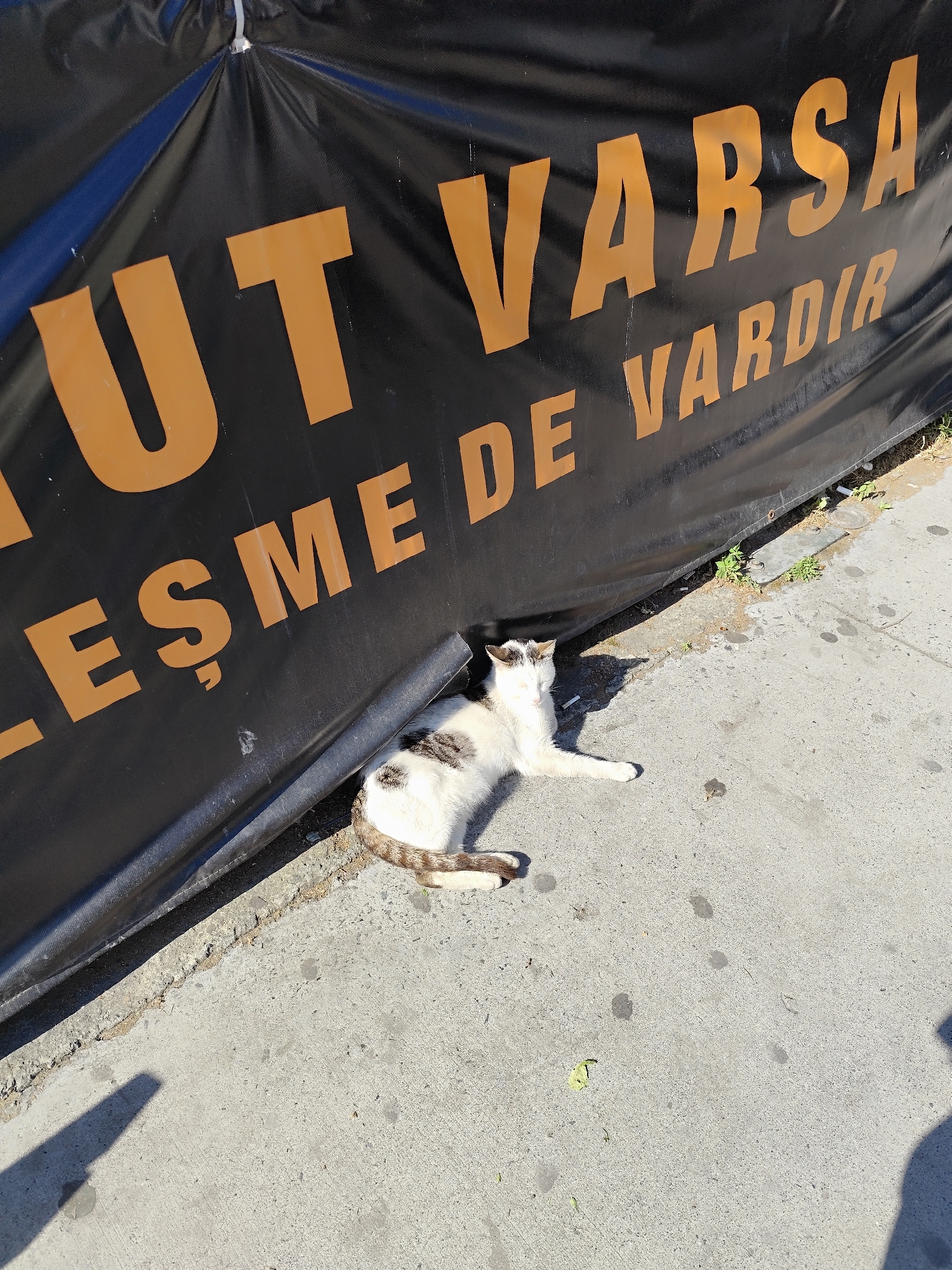 A medium-high angle shot depicts a mottled white and gray cat lying on its side on gray concrete pavement next to a black banner printed with orange text. The location appears to be an urban street. The banner is partially draped and angled to the left side of the frame. The upper right corner of the image shows sections of concrete pavement extending slightly beyond the banner's edge. The pavement exhibits minor debris and staining. The cat appears relaxed, with its eyes partially closed and limbs outstretched. The lighting indicates a sunny day. The specific location in the city of Unknown, Unknown, is not determinable from the given image.