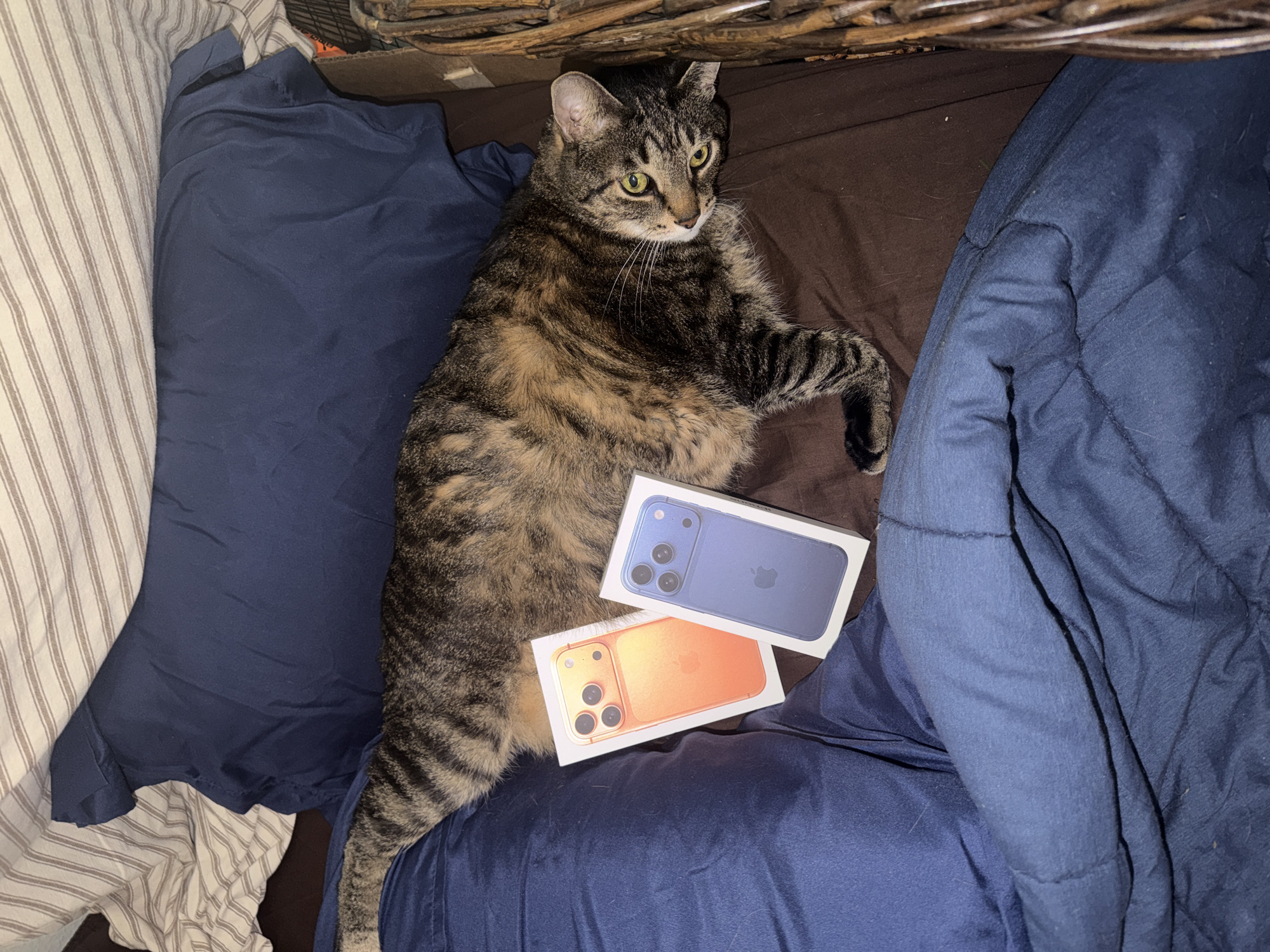 A tabby cat lies on a bed with blue and brown bedding, next to two iPhone boxes. One box is orange and the other is blue. The cat is looking at the camera with its mouth slightly open. The scene appears to be indoors. The location in Portland, United States of America, is not discernible from the image.