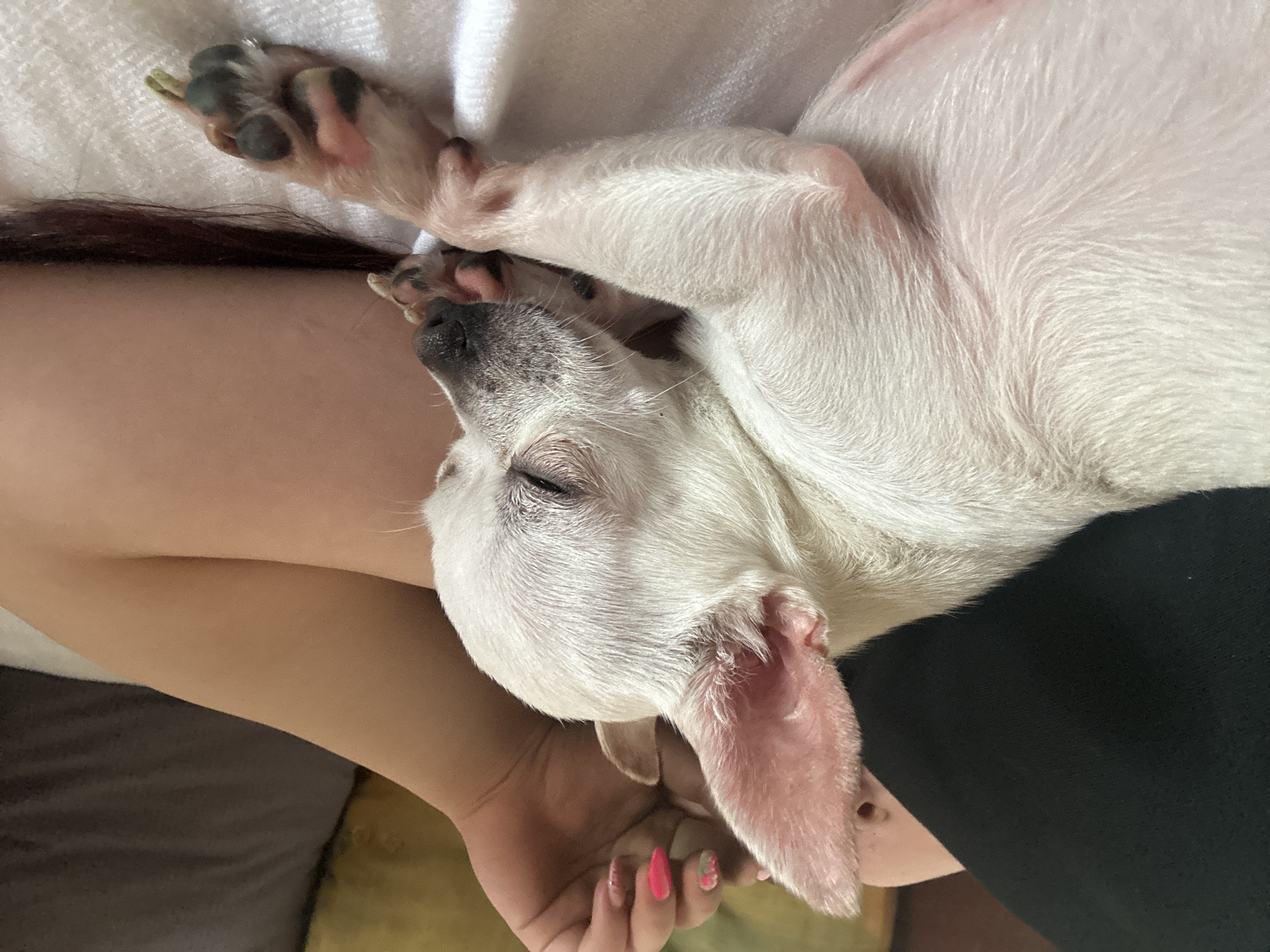 A white dog is sleeping on a person's lap. The dog is curled up and its head is resting on the person's hand. The person is wearing black pants and a white shirt. The dog's nails are black. The person's nails are painted pink and red. The background is blurry. The location is not discernible from the image.