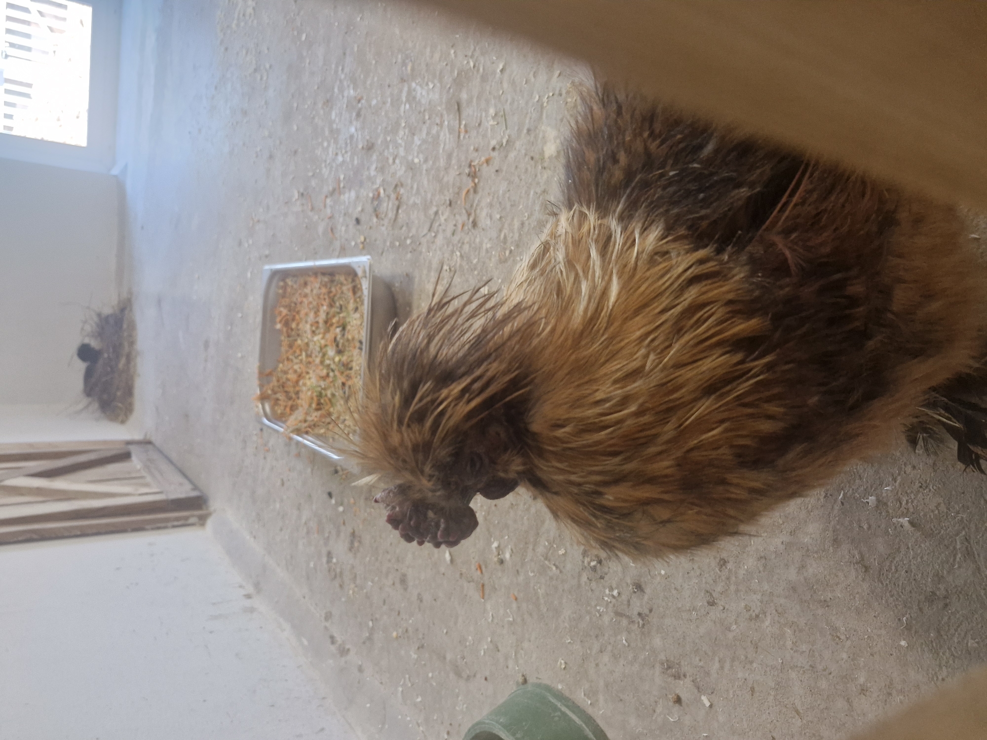 A brown Silkie chicken is eating out of a metal tray in a room. The room has concrete walls and floor, with a small window in the upper left corner. The city and location are unknown.
