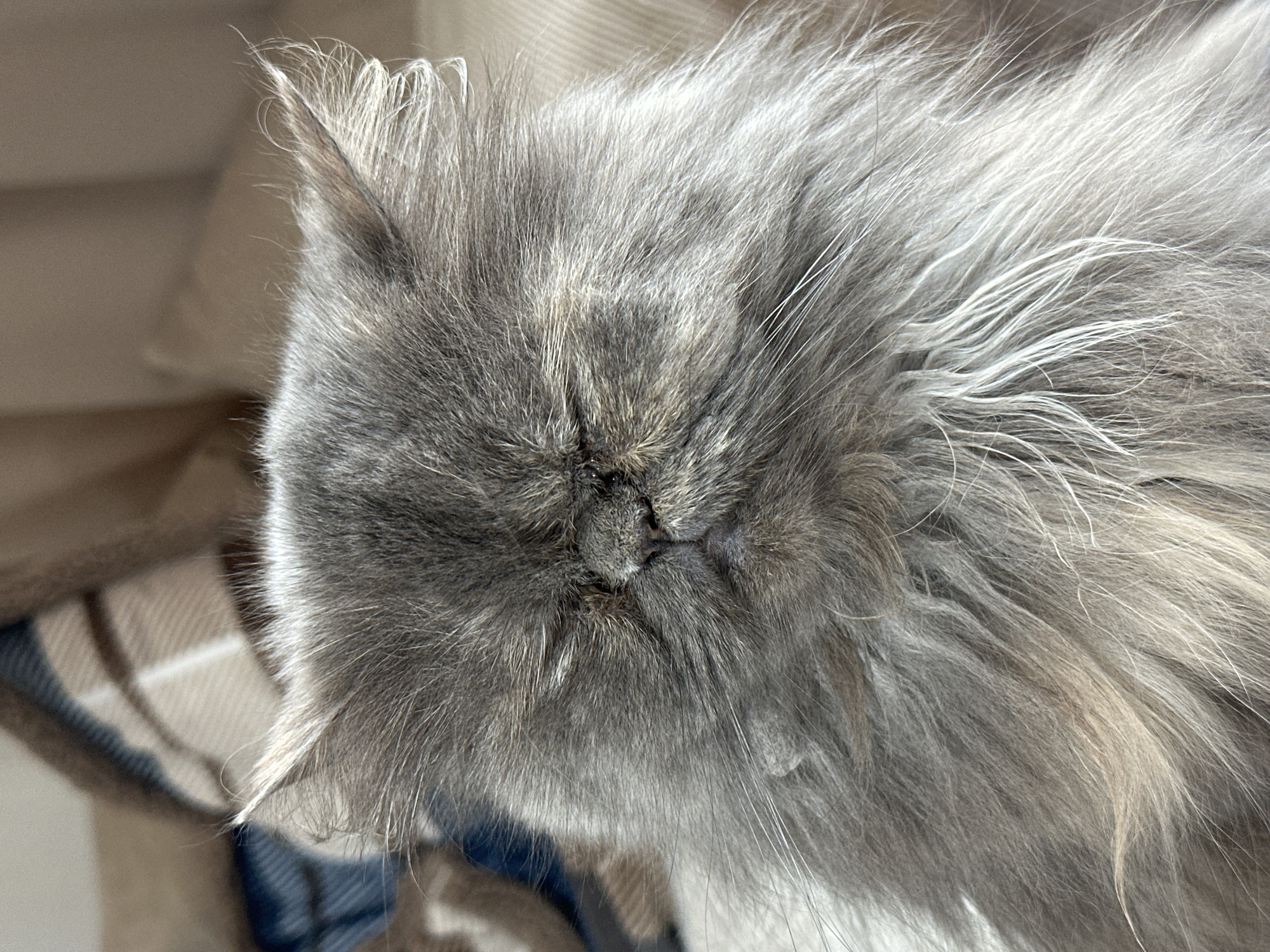 The image shows a close-up, top-down view of a grey, fluffy cat's head. The cat appears to be resting, with its eyes closed or nearly closed. The cat's fur is long and dense. A small portion of a plaid blanket or cushion is visible beneath the cat. There is no evidence to suggest that this image was taken in Burgas, Bulgaria.