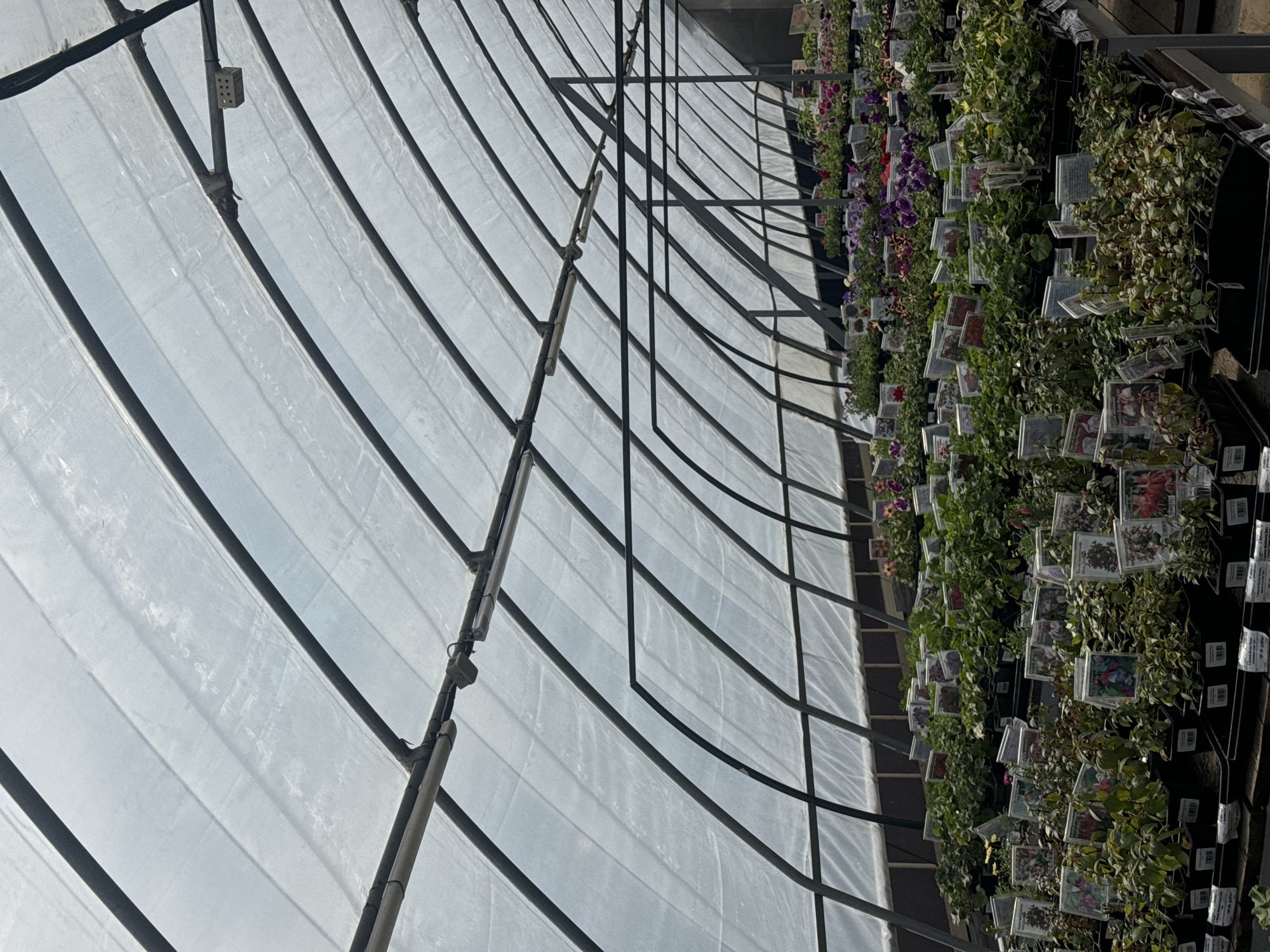 The image shows the interior of a greenhouse. The structure is made of metal beams supporting a translucent, plastic-like material for the roof and possibly walls. Rows of plants in pots are arranged along shelves, with each pot seemingly having a small tag or label inserted into the soil. The scene appears to be well-lit, presumably from sunlight diffusing through the greenhouse material. The location is not visible in the picture.
