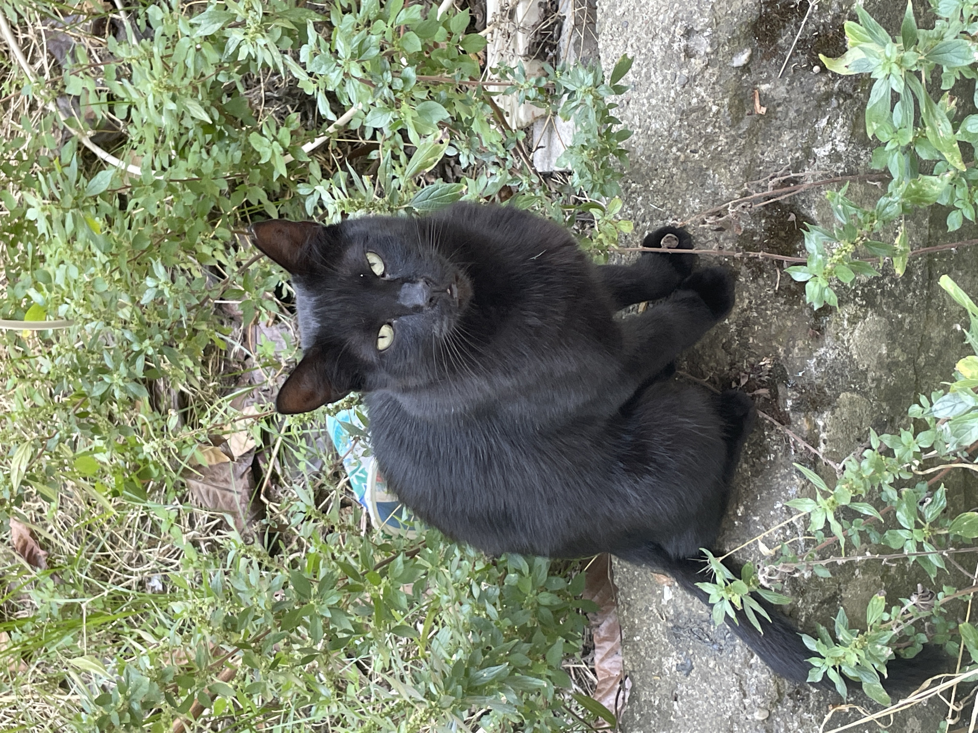 A black cat with green eyes is sitting on a concrete ledge in a garden. The cat is facing the camera and appears to be looking directly at it. Its fur is sleek and shiny, and its tail is curled around its body. The background is filled with lush green foliage, with some dried leaves scattered on the ground. The scene is likely in a residential area of Kadıköy, Istanbul, where such natural settings are common.