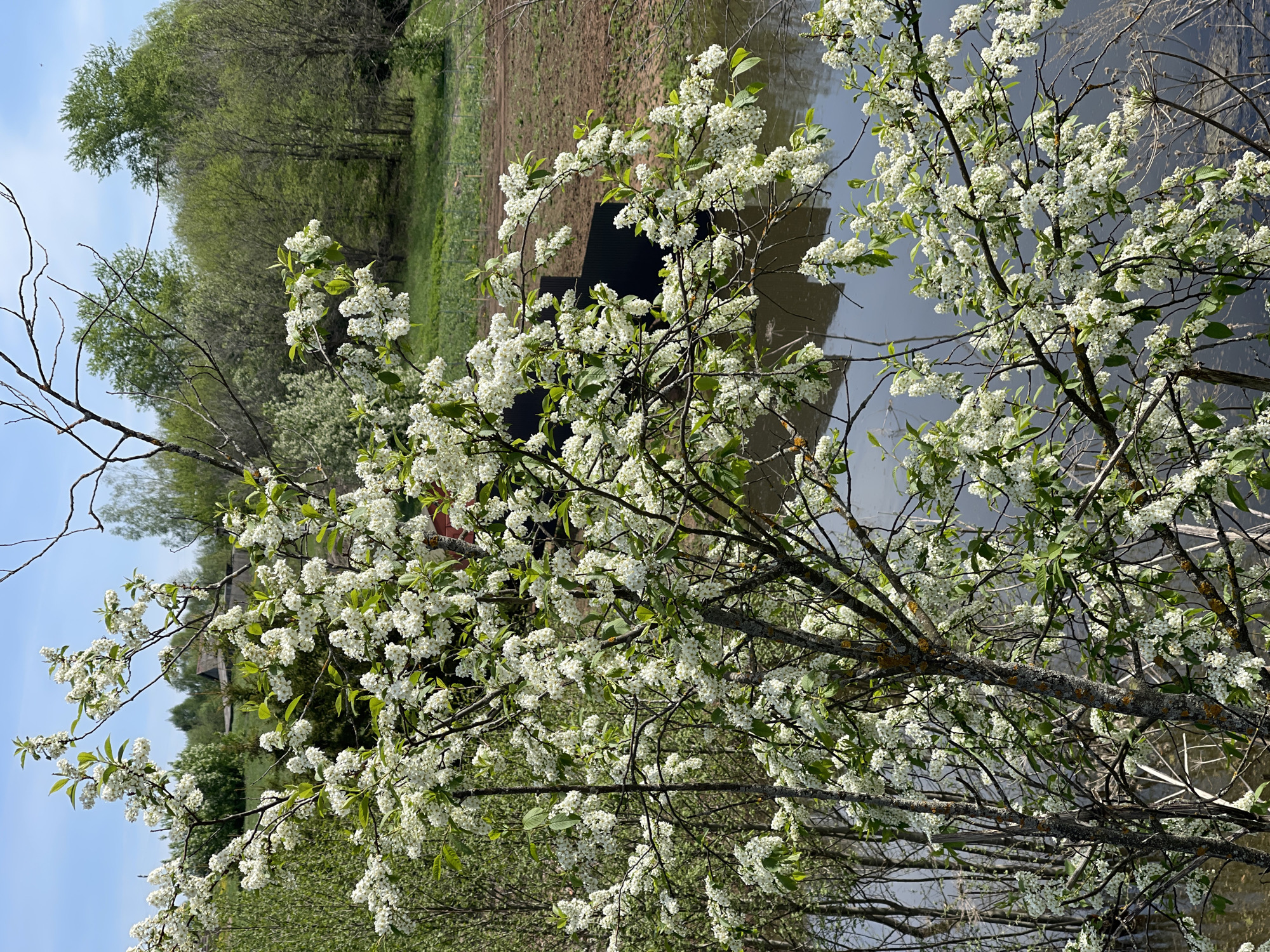 The image depicts a landscape in Перевозное, Russia, showcasing a body of water reflecting the sky and surrounding trees. A tree in full bloom with white flowers dominates the foreground, partially obscuring a dark-roofed structure situated on the bank. The background consists of a field of low-lying vegetation leading up to a line of trees, suggesting a forested area. The sky is visible in patches, indicating a partly cloudy day. The overall scene presents a natural setting with the presence of human-made structures blended into the landscape.
