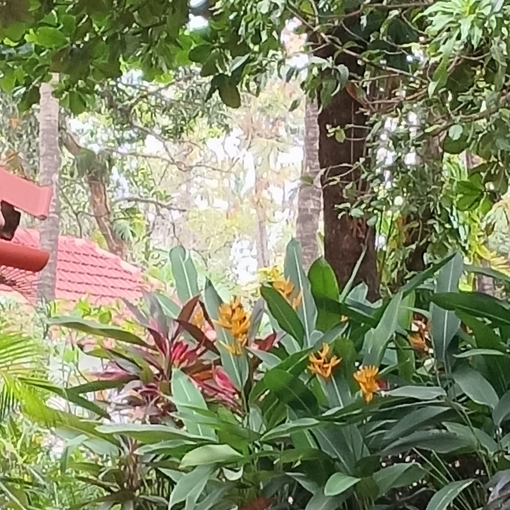 The image depicts a lush garden scene in Anjuna, India. In the foreground, vibrant tropical plants, including Heliconia with their distinctive orange flowers and Cordyline with their red and green foliage, thrive. Beyond the greenery, the edge of a building with a red-tiled roof is visible. Trees, some with slender trunks, fill the background, partially obscuring the bright sky. The overall scene suggests a tropical paradise setting.