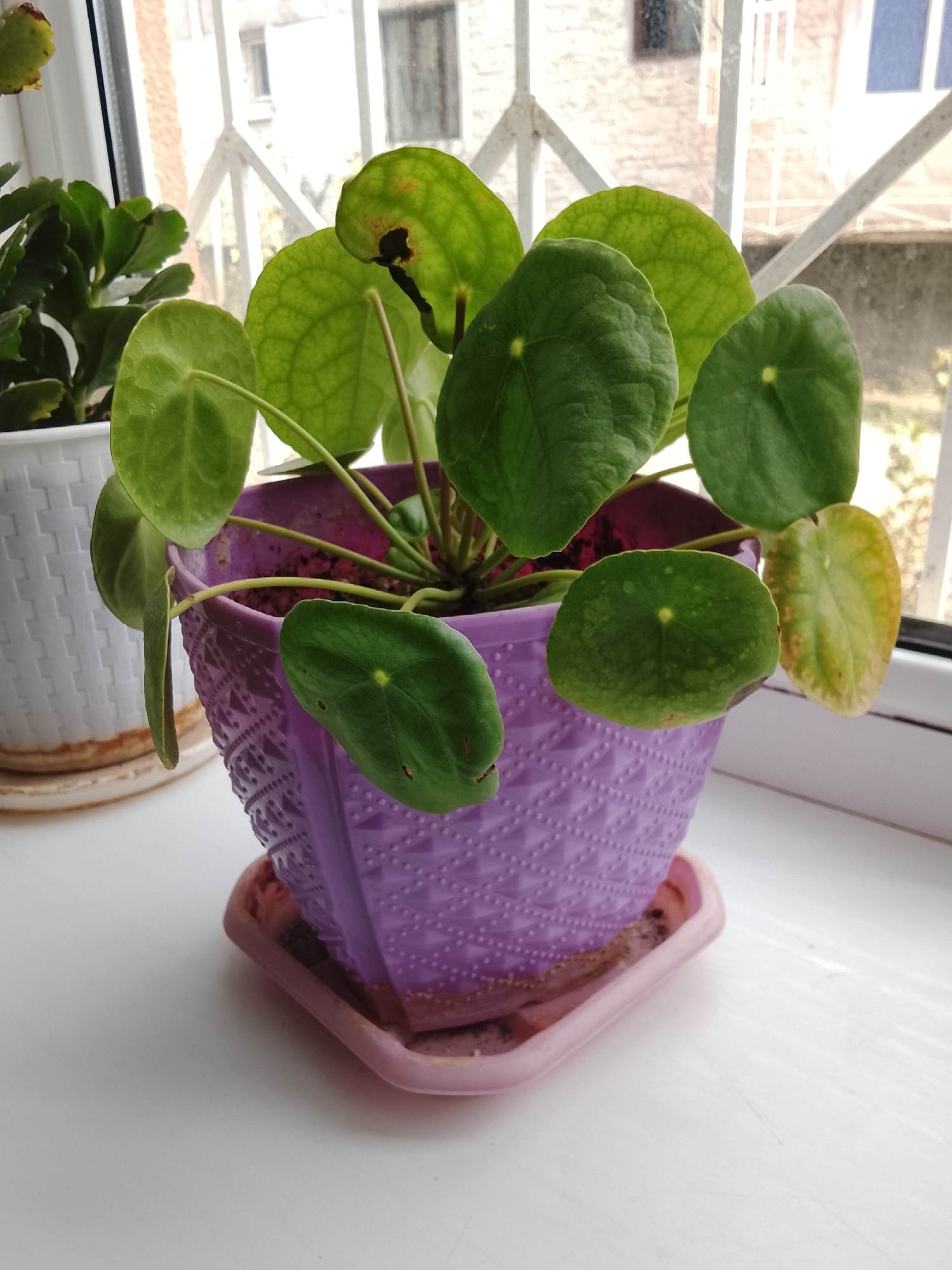 A Pilea peperomioides plant, also known as a Chinese money plant, is shown in a purple textured pot with a pink saucer. The plant is on a white windowsill, with a window and a view of buildings in the background. Several leaves of the plant show signs of damage, including browning and wilting. The image appears to be taken indoors, in natural light. The location is Razzakov, Kyrgyzstan.