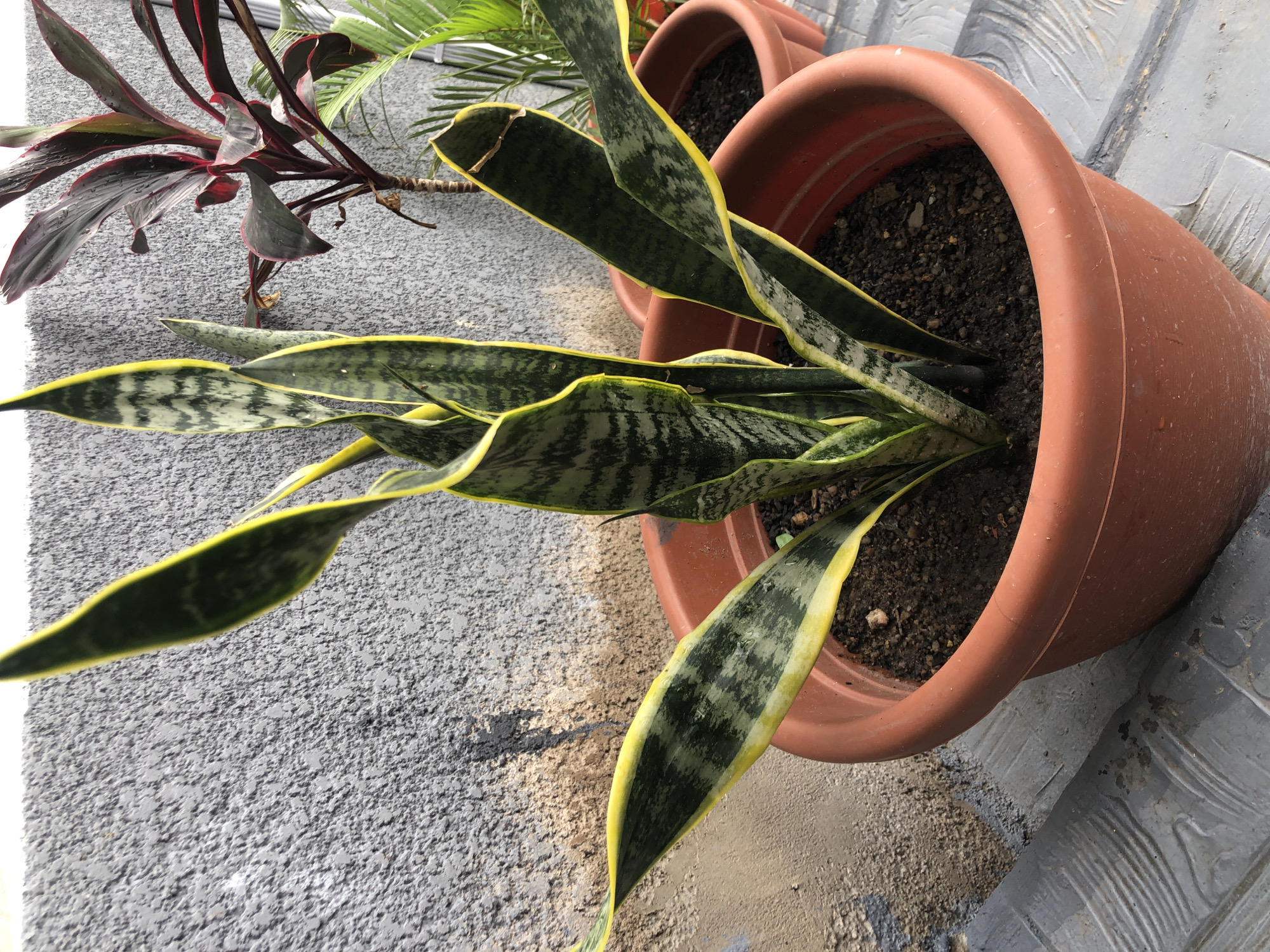 The image shows two potted plants on a textured, gray surface, possibly concrete or stone. The plants are arranged side-by-side, with a second plant of unknown species with red-tinged leaves visible in the background. The plant in the foreground, which fills most of the frame, is a Sansevieria trifasciata (snake plant) in a brown, plastic pot. The leaves of the snake plant are variegated with dark green and light green patterns, and a yellow border. The soil in the pots appears to be dark and dry. The location is Jos, Nigeria is possible, given the context, but not independently verifiable from the image.