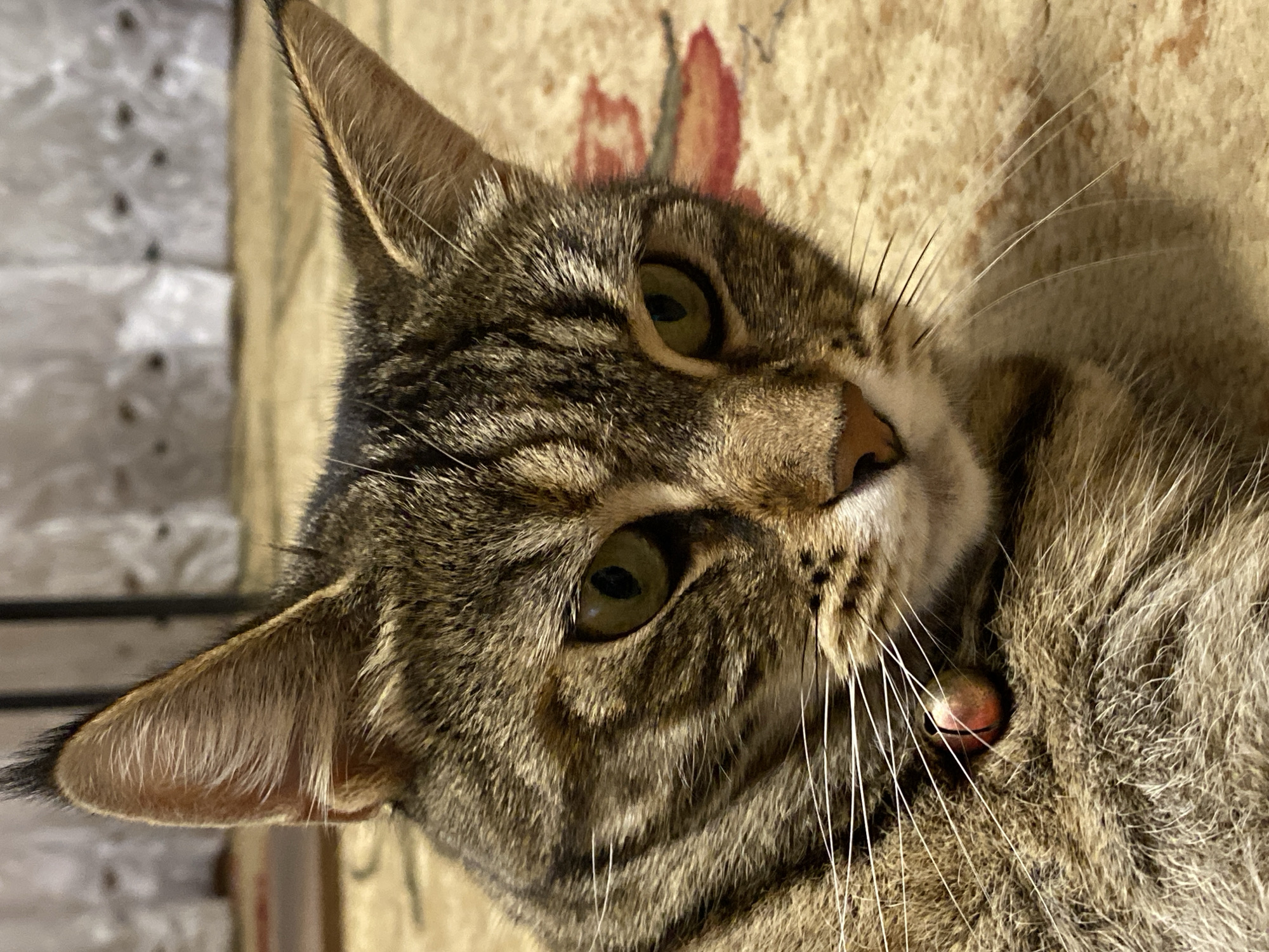 The image is a close-up shot of a tabby cat lying down. The cat has green eyes and is wearing a red collar with a small bell. The cat's fur is a mix of brown, black, and white stripes. The background is a blurry carpet with a floral pattern. The image was taken indoors, possibly in a home. There is no visible indication of the location being the city of Maykop, Russia.