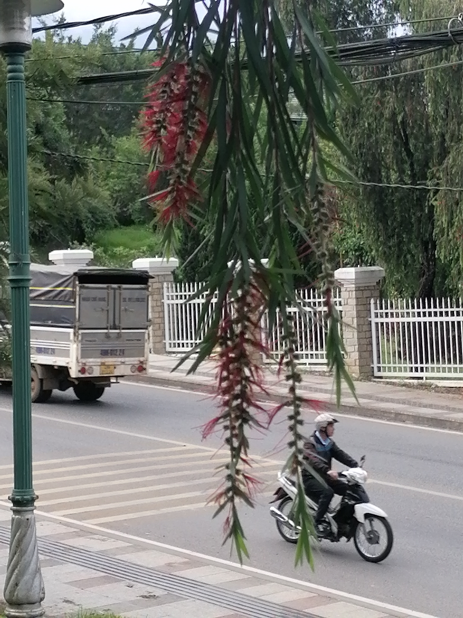 A daytime street scene in Da Lat, Vietnam, captured on an overcast day. In the foreground, a decorative green lamppost stands on the left, while a Callistemon (bottlebrush) plant with distinctive red, brush-like flowers and long green leaves hangs from the top and right, partially obscuring the view.
The midground features a paved road with a white pedestrian crossing marked by zebra stripes. A white truck with a dark tarp covering its bed is seen on the left side of the road, moving away from the viewer. Visible text on the back of the truck includes "ĐÀ LẠT," "SẢN XUẤT CỦA CÔNG TY," and "HƯNG THỊNH," along with the license plate "49C-012.24." Further down the road, a person wearing a helmet and a dark jacket is riding a white and black motorbike, also moving away.
Beyond the road, a white picket fence with sturdy stone pillars separates the street from a dense, green landscape. Lush trees and foliage dominate the background, indicating a verdant environment. A network of overhead electrical wires or cables is visible against the muted sky. The lighting is soft and diffused, characteristic of an overcast day. A sidewalk with tactile paving is visible in the bottom left.