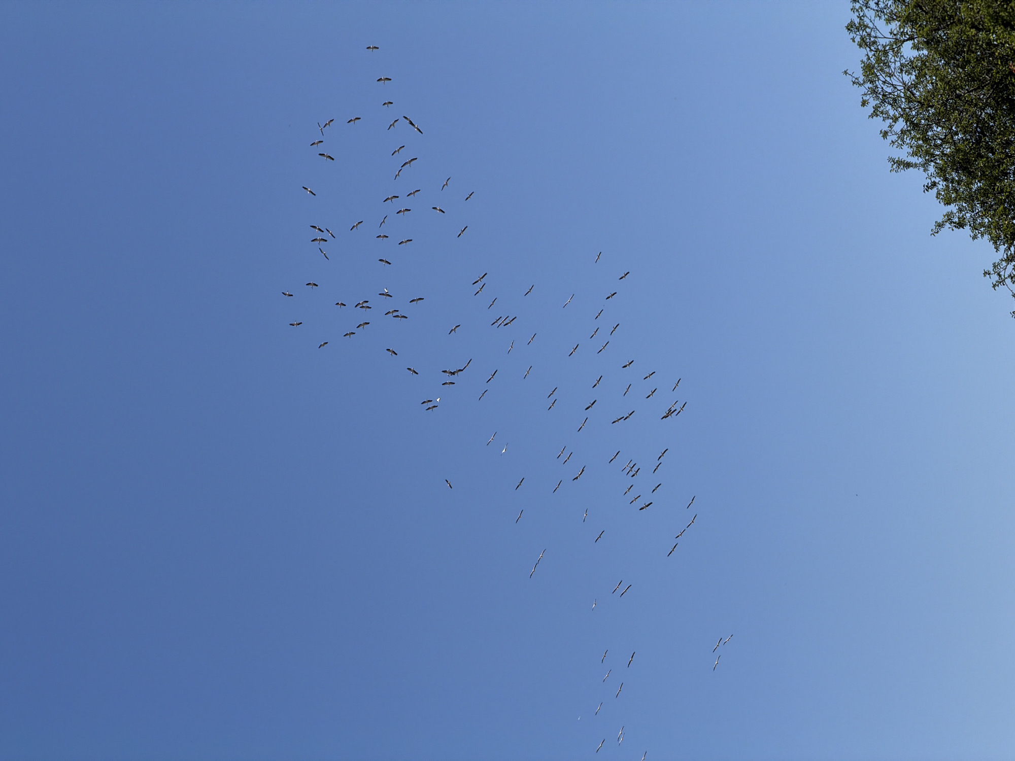A flock of storks flies across a clear blue sky. The birds are scattered across the upper portion of the frame, with some flying individually and others in smaller groups. The storks appear to be in migratory flight, their wings outstretched as they navigate the open sky. At the bottom right of the image, the top branches of a lush green tree are visible, contrasting with the expanse of blue. The image appears to have been taken in Burgas, Bulgaria, a city known for its natural beauty and birdwatching opportunities.