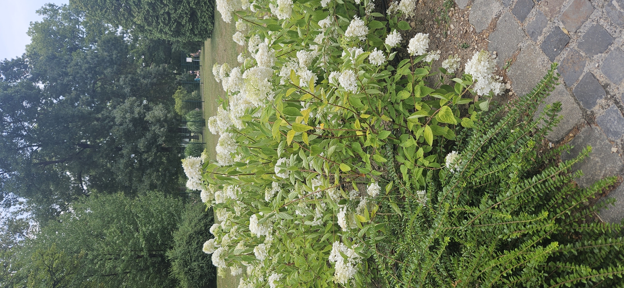 The image shows a densely planted area with flowering bushes in the foreground, featuring numerous clusters of white flowers and green leaves. To the left, a low-lying evergreen shrub with small, compact leaves creates a textured contrast. The ground is covered with a mixture of soil, small stones, and a paved walkway made of dark, irregular stone blocks. In the background, a grassy area is visible with several trees, some of which are large and mature, forming a backdrop. A dark fence runs across the middle ground, separating the flowering bushes from the grassy area. Beyond the fence, two small figures can be seen in the distance, seemingly seated or reclining on the grass. The overall scene suggests an outdoor public space, possibly a park or garden within the city of Hévíz, Hungary, characterized by lush vegetation and pedestrian pathways.