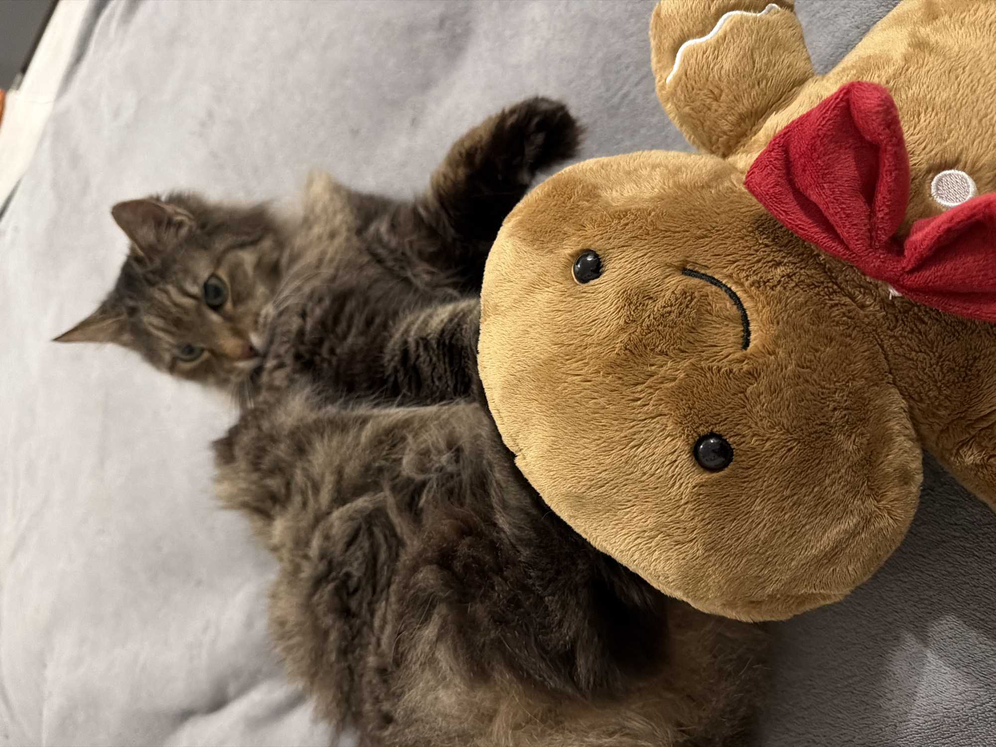 A long-haired brown tabby cat is lying on a gray blanket next to a plush gingerbread man wearing a red bow. The cat is on its back with one paw raised. The gingerbread man's face is visible.
The location is not discernible from the image.