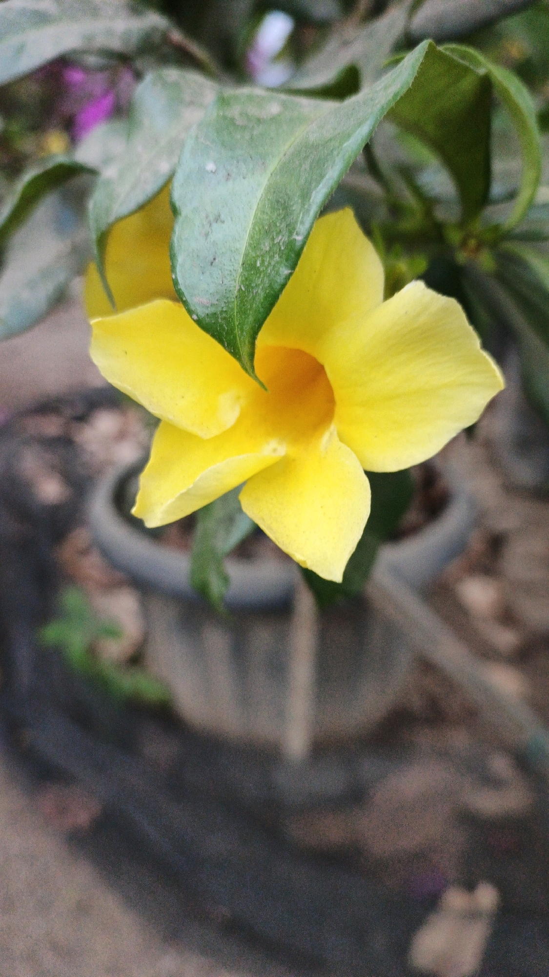 The image shows a close-up of a bright yellow flower with five petals, partially obscured by green leaves. The flower has a small, orange-yellow center. The background is blurred and appears to be an outdoor setting, possibly a garden or yard, with a dark, circular object that might be a pot or planter visible behind the flower. There are hints of other greenery and some muted purplish colors in the background foliage. The overall lighting suggests it is daytime. The location in Campurdarat, Indonesia, is not explicitly depicted in the image itself, but is provided as context.