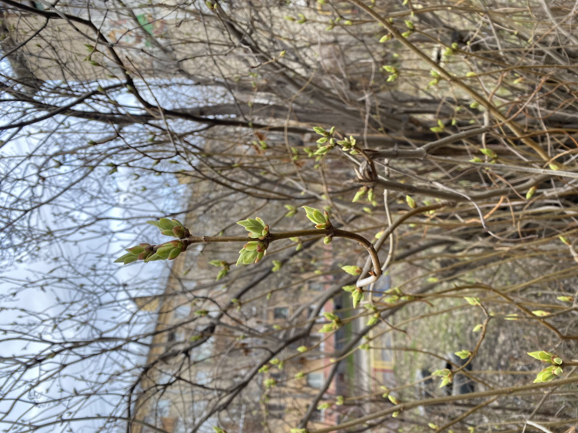 The image shows tree branches with newly sprouted green buds, indicative of early spring. In the blurred background, a residential building is visible, suggesting an urban location. Given the location of Yekaterinburg, Russia, it is likely a street scene within the city. The sky appears overcast, influencing the overall lighting of the photograph. No people or actions are directly depicted in the image. The focus is on the seasonal change in the urban environment.