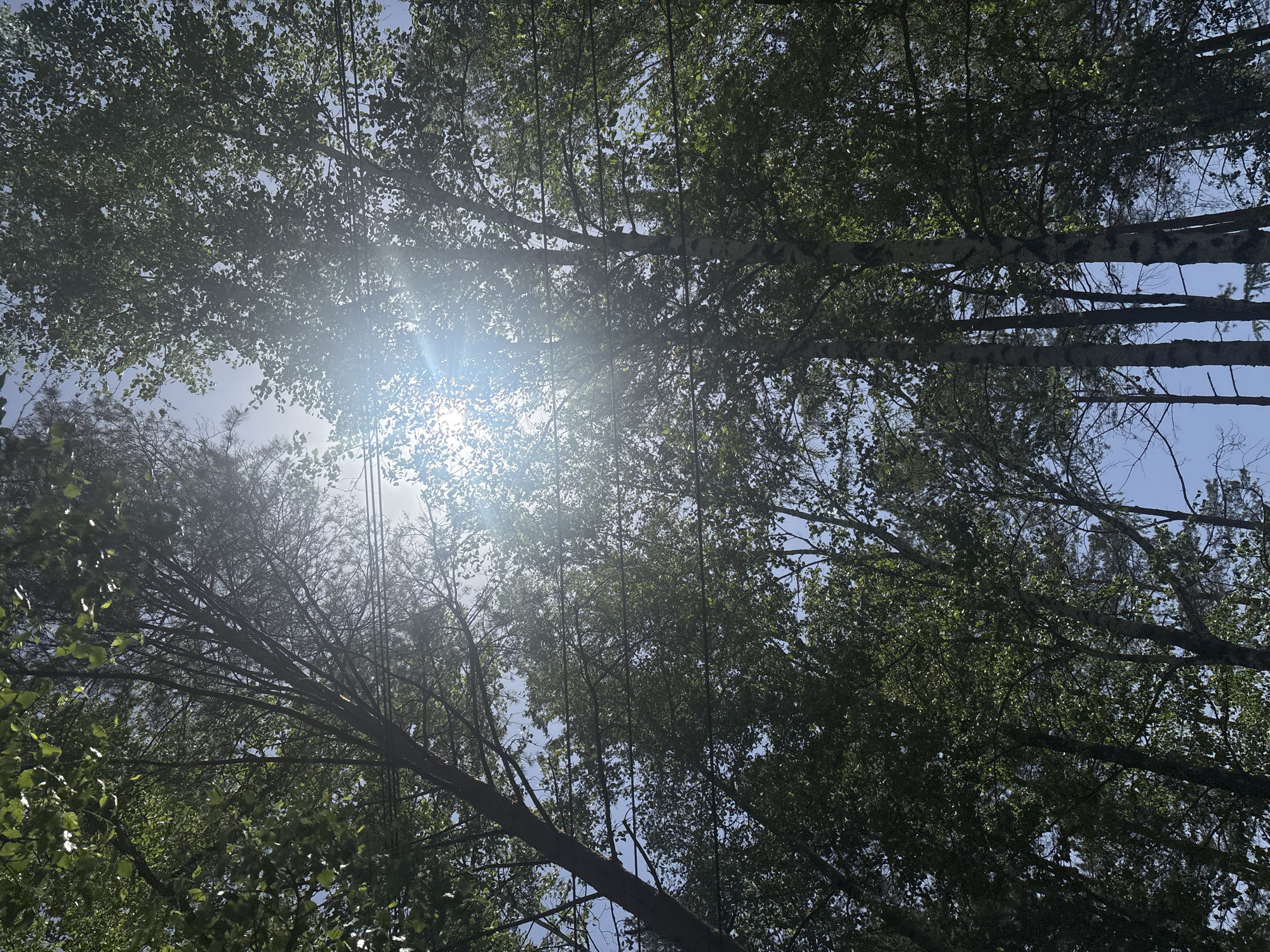 The image shows a view looking up through tree branches toward the sky. Sunlight is shining through the branches, creating a bright glare. The branches are covered with green leaves, and the sky is blue in the areas where it is visible.
