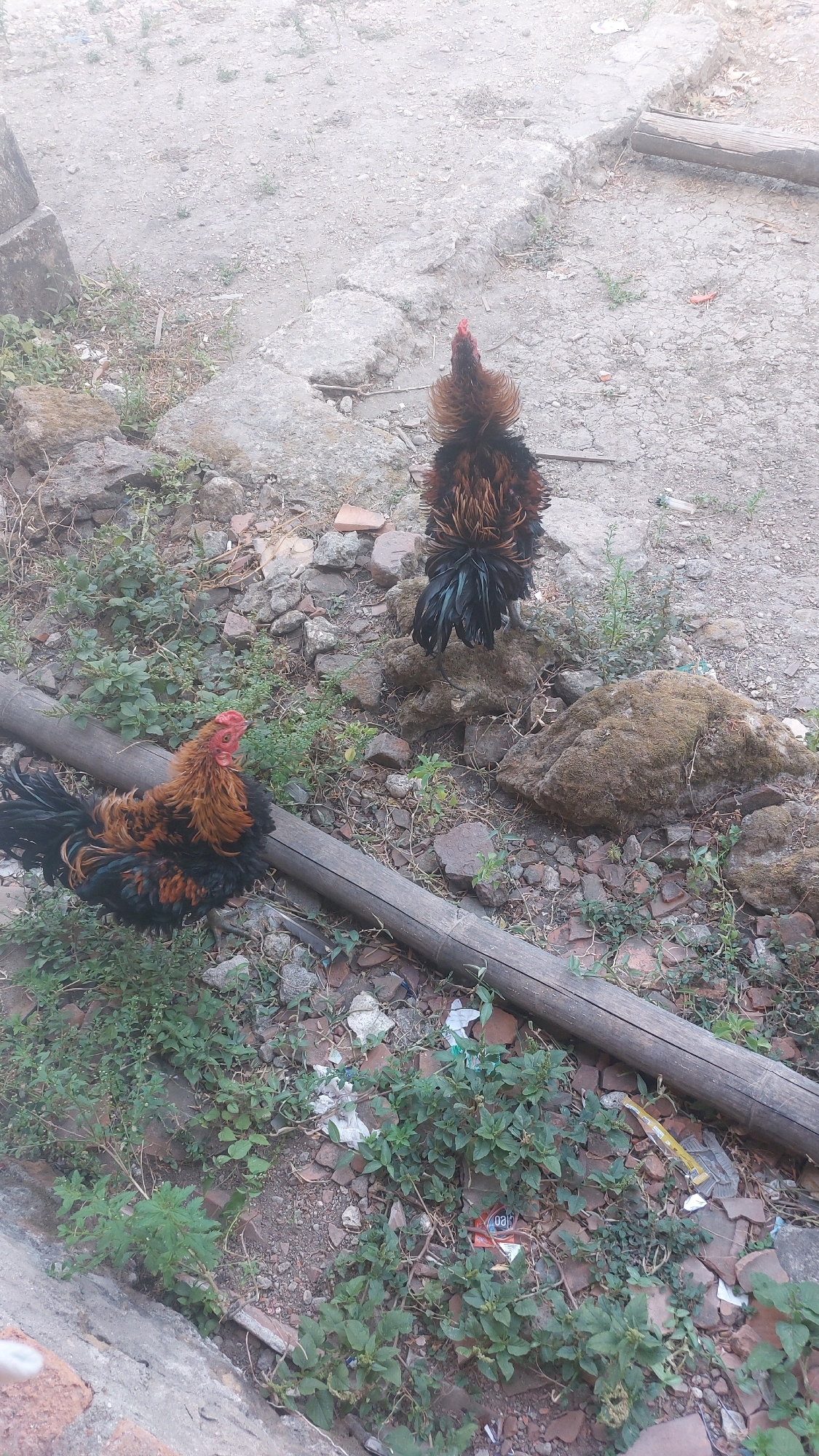 The image depicts an outdoor scene in Jatirogo, Indonesia. Two roosters are the primary subjects. The rooster in the foreground is positioned on the left side of the image, lying down on a wooden log with its body oriented towards the right. It has predominantly black and reddish-brown plumage. The second rooster is further back, on the right side of the image, standing on a small mound of rocks. This rooster also displays black and reddish-brown feathers, with a prominent fan of tail feathers. The environment appears to be somewhat unkempt, with loose soil, scattered rocks, broken bricks, and some vegetation growing around the subjects. A thick, horizontal wooden log runs across the lower portion of the image, partially obscuring the ground. Debris, including pieces of plastic and paper, is visible on the ground. The lighting suggests it is daytime.
