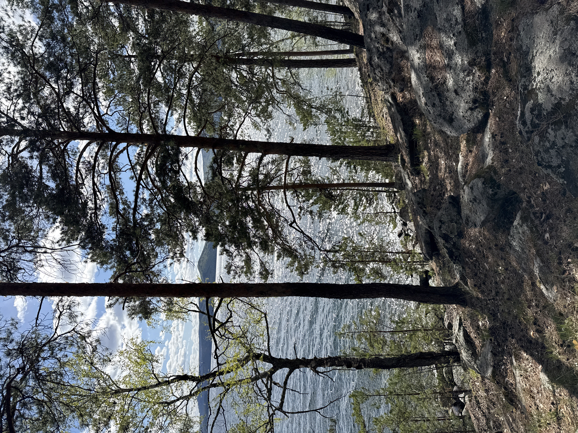 The scene is a view from a rocky shoreline in Zolotoi Plyazh, Russia. The picture is taken from a somewhat low angle, showing trees with dark trunks and sparse foliage framing a body of water. The water glistens brightly, suggesting sunshine. In the distance, there is a landmass, possibly a peninsula or an island. To the right of the frame, a dark rocky outcrop is visible, covered with moss and other vegetation. The sky is visible through gaps in the tree canopy and contains scattered clouds.