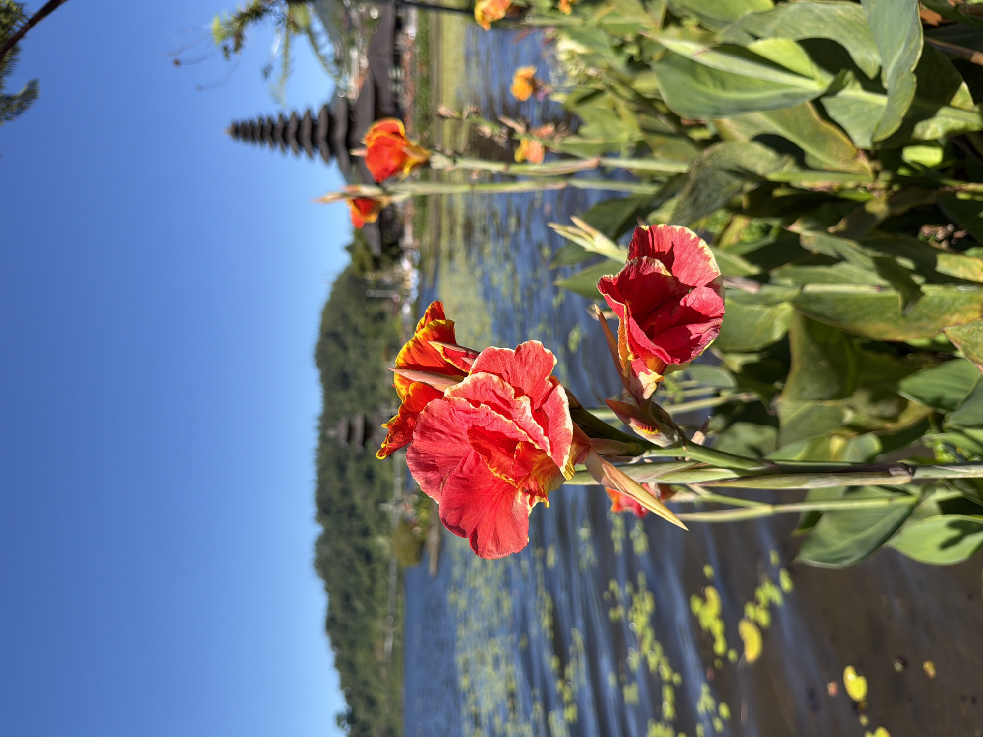 The image captures a vibrant scene at Pura Ulun Danu Beratan, a Hindu temple complex located in Baturiti, Bali, Indonesia. In the foreground, a cluster of bright red and yellow Canna lilies stand tall, their petals catching the sunlight. Beyond the flowers, the tranquil waters of Lake Beratan stretch out, dotted with small yellow lily pads. In the distance, the iconic tiered temple structures rise from the water, with a backdrop of lush green hills under a clear blue sky. The overall impression is one of natural beauty and serene spirituality.