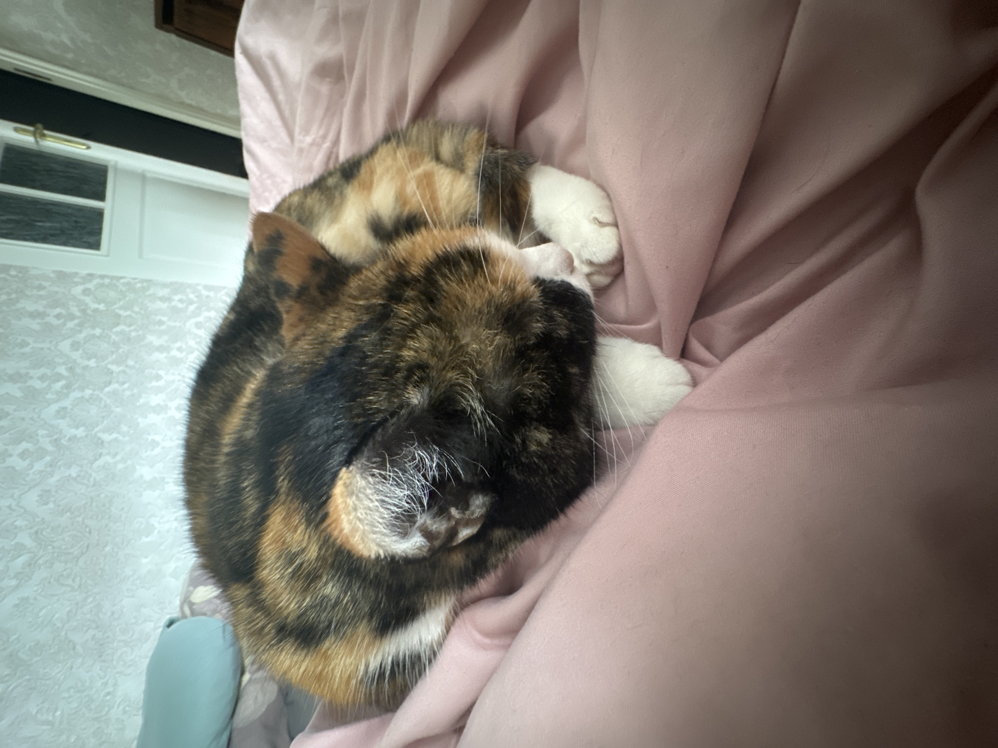 A calico or tortoiseshell cat is the central subject of the image, depicted sleeping or resting peacefully. The cat's fur features a mix of black, brown/orange, and white patches, with its paws being distinctly white. It is curled into a compact ball, with its head tucked in, eyes closed, and prominent white whiskers visible around its face.
The cat is lying on a soft, light pink fabric, likely a blanket or bed sheet, which is draped and folded, creating soft textures and shadows. This fabric occupies a significant portion of the right side and center of the frame, providing a cozy setting for the animal.
In the background, on the left side of the image, parts of an indoor room are visible. There is a white piece of furniture, possibly a cabinet or dresser, featuring two rectangular panels with what appears to be frosted or textured glass, and a small golden handle. Above this furniture is a dark horizontal strip and a white trim. Below the furniture, the wall is covered with light-colored, patterned wallpaper, featuring a subtle floral or damask design.
The lighting is soft and ambient, suggesting an indoor setting without harsh direct light. The overall mood conveyed is one of peace, comfort, and tranquility, enhanced by the sleeping cat and soft textures. There is no visible text in the image.
