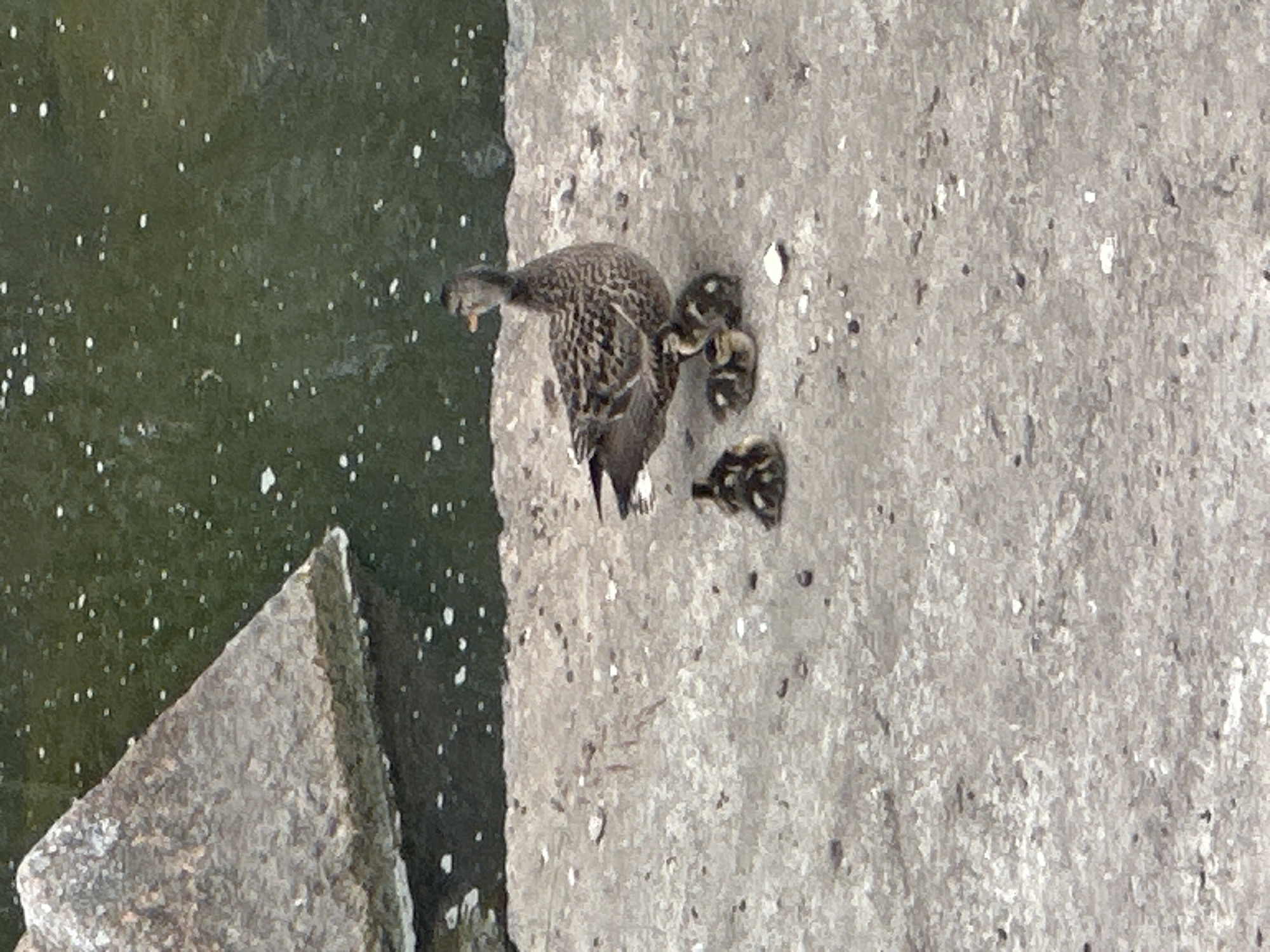 A mother duck stands on a concrete embankment next to a body of murky green water. Five ducklings huddle together near the mother's feet, with two more visible to the left. A large, rough-hewn gray rock juts out from the water on the left side of the frame. The scene appears to be in Pushkin, Russia.